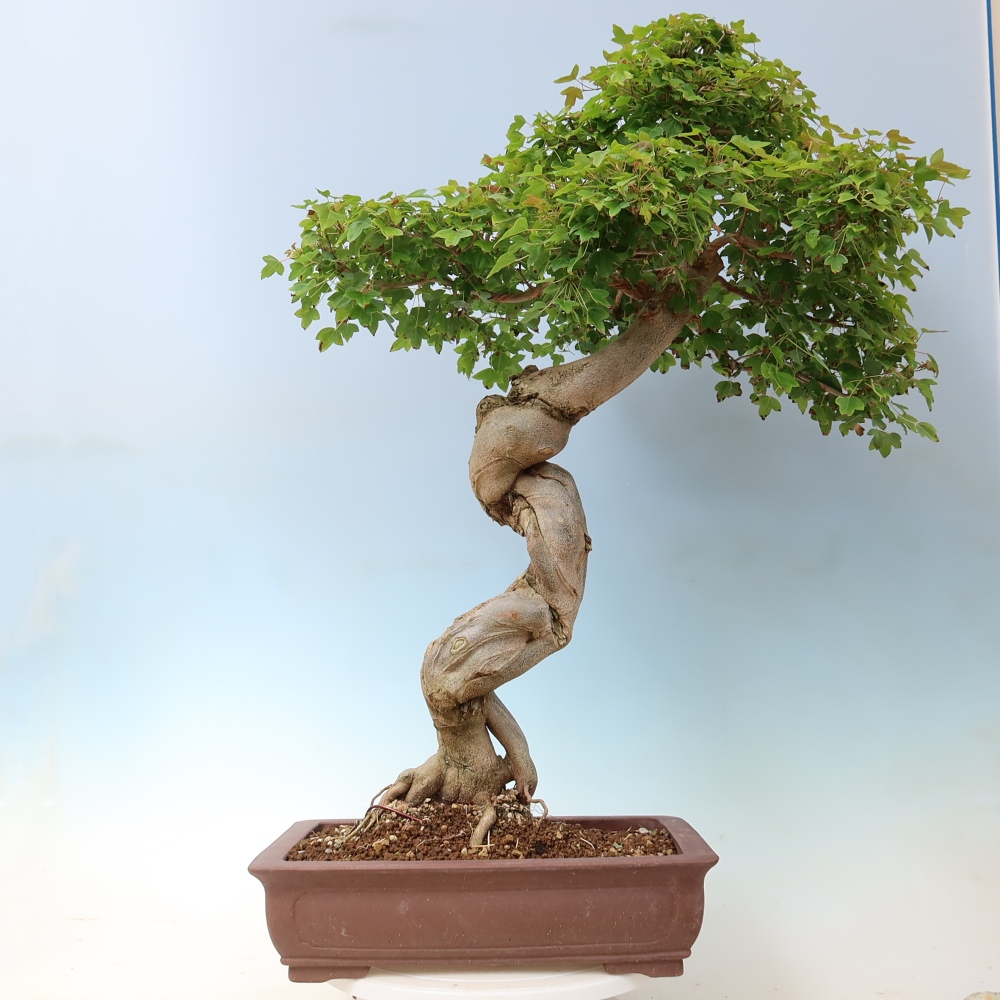 Outdoor bonsai - Acer Buergerianum - Klon Burger