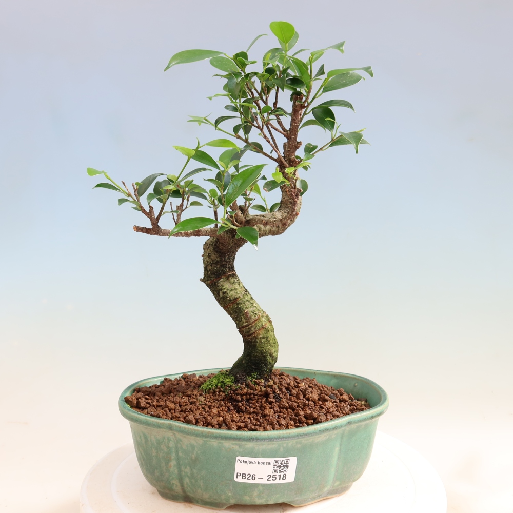 Pokój bonsai - Ficus retusa - figowiec drobnolistny