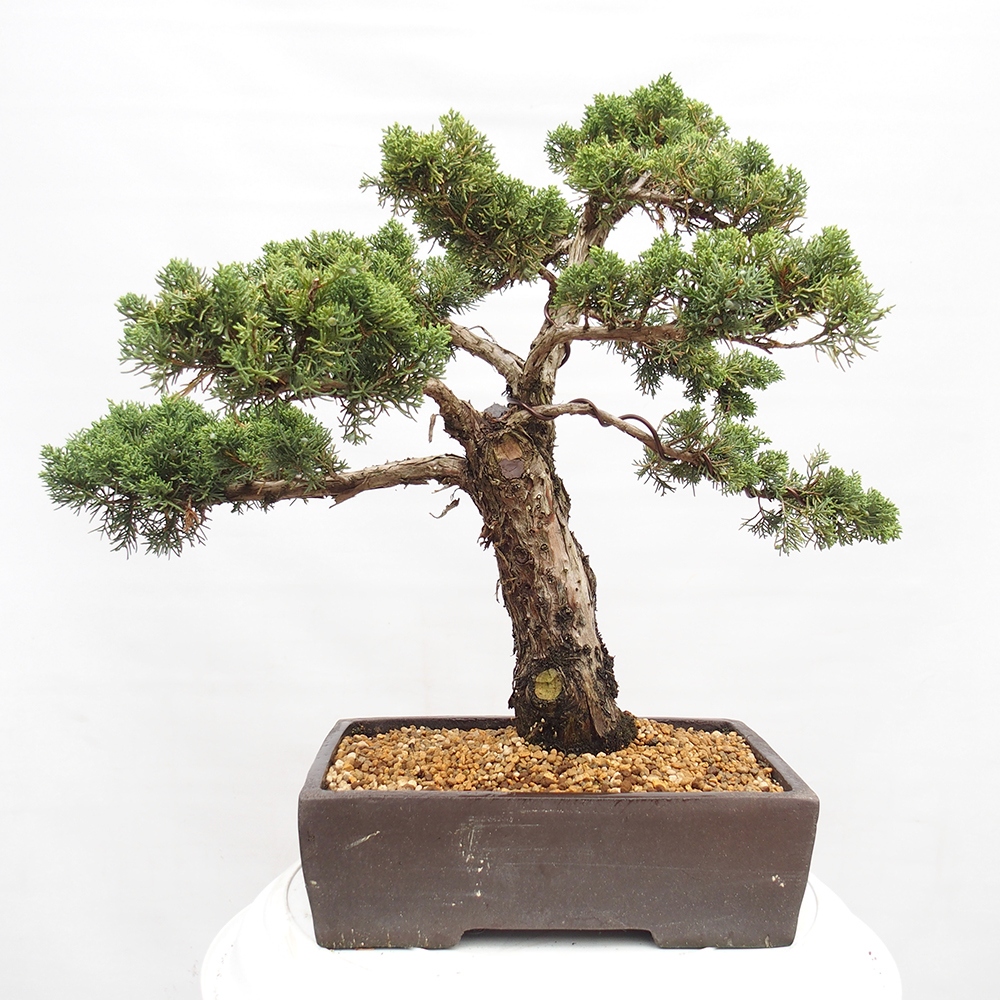 Bonsai plenerowe - Juniperus chinensis  - chiński jałowiec 
