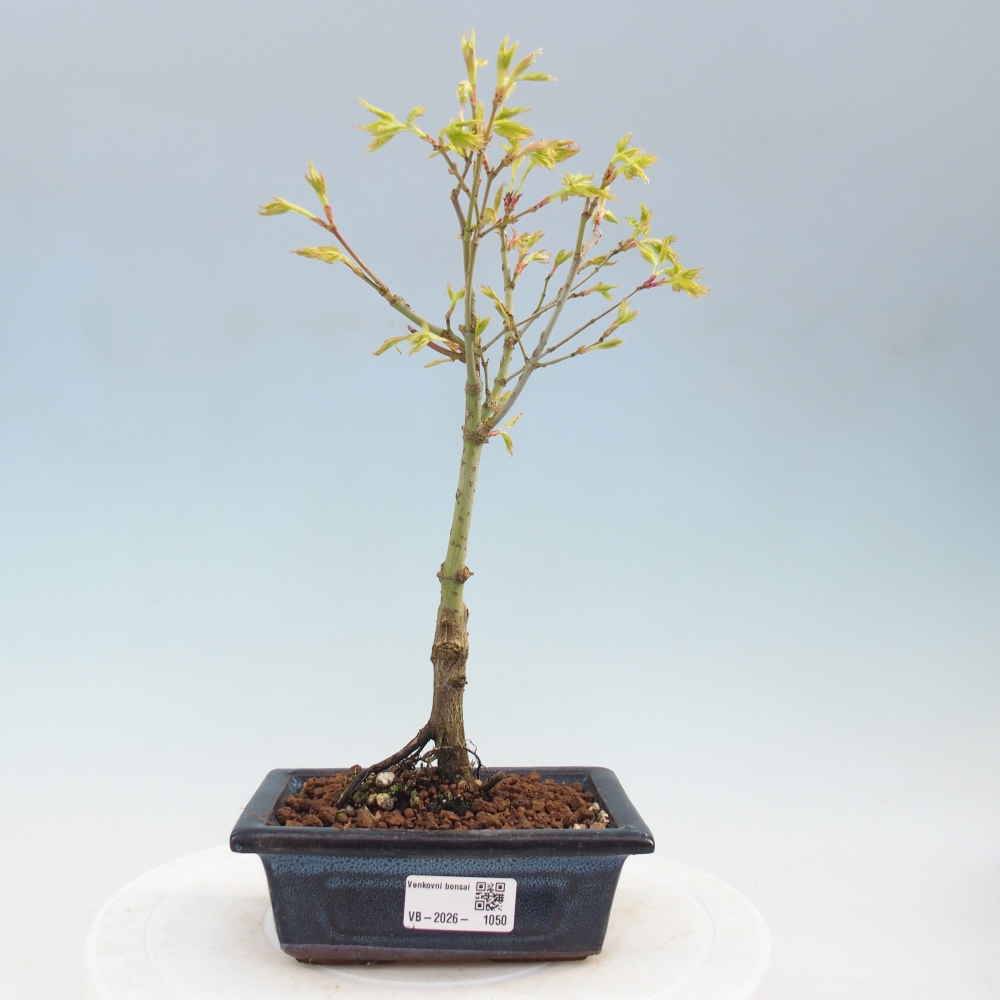 Acer palmatum Aureum - złoty klon