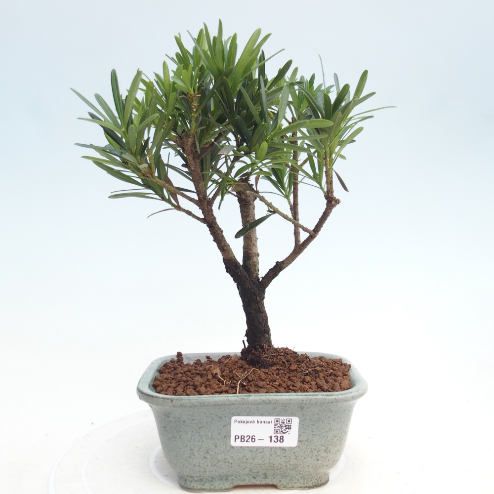 Pokój bonsai - Podocarpus - Kamienny cis