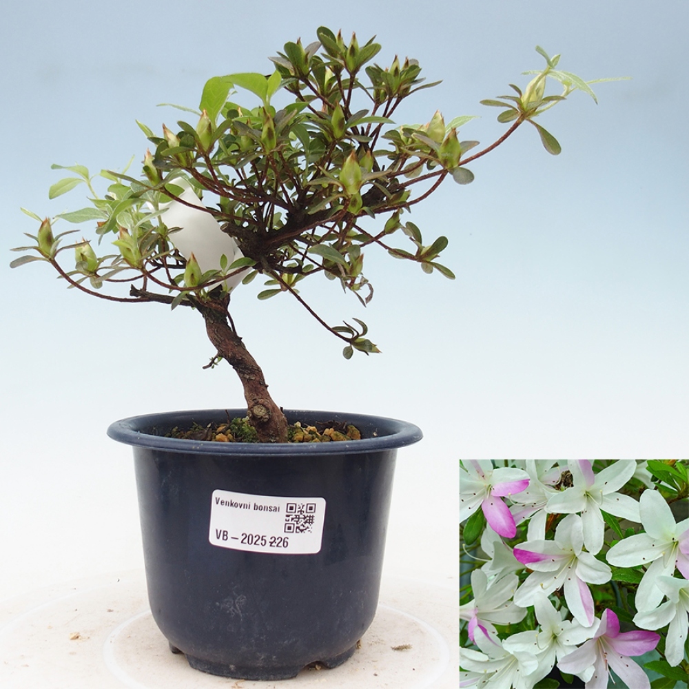 Bonsai zewnętrzne - Azalia japońska - Azalia Yukigesho