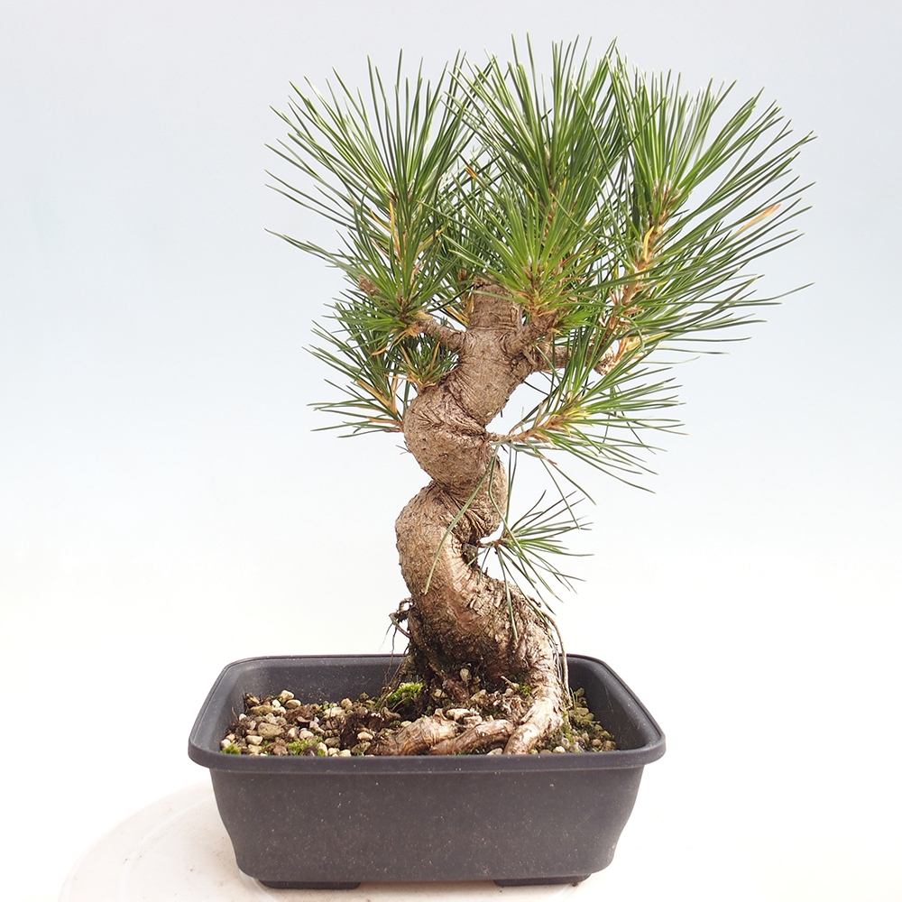 Outdoor bonsai - Pinus thunbergii - sosna Thunberga