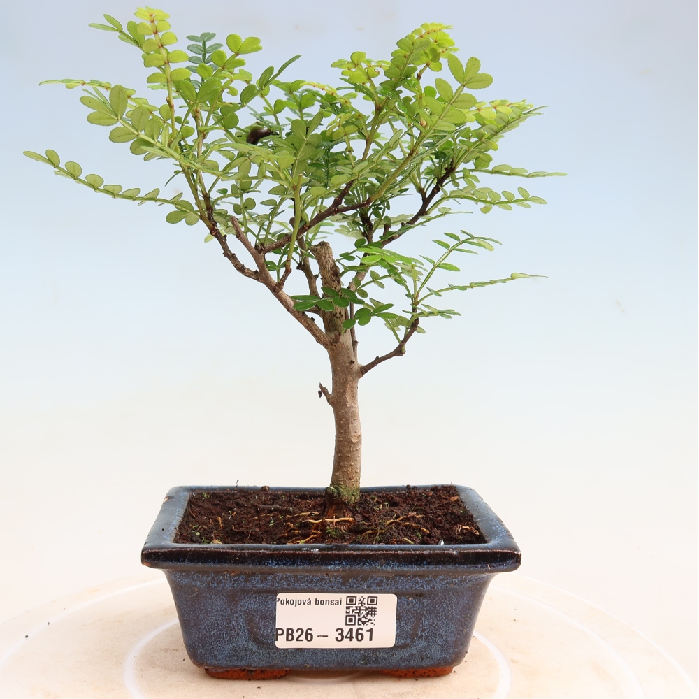 Pokój bonsai - Zantoxylum piperitum - drzewo pieprzowe