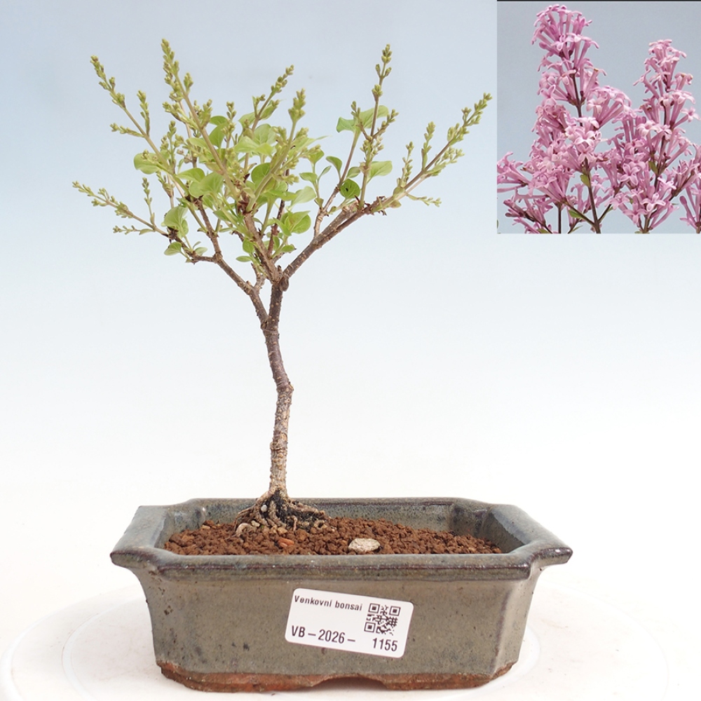 Outdoor bonsai - Syringa Meyeri Palibin - Lilak Meyera