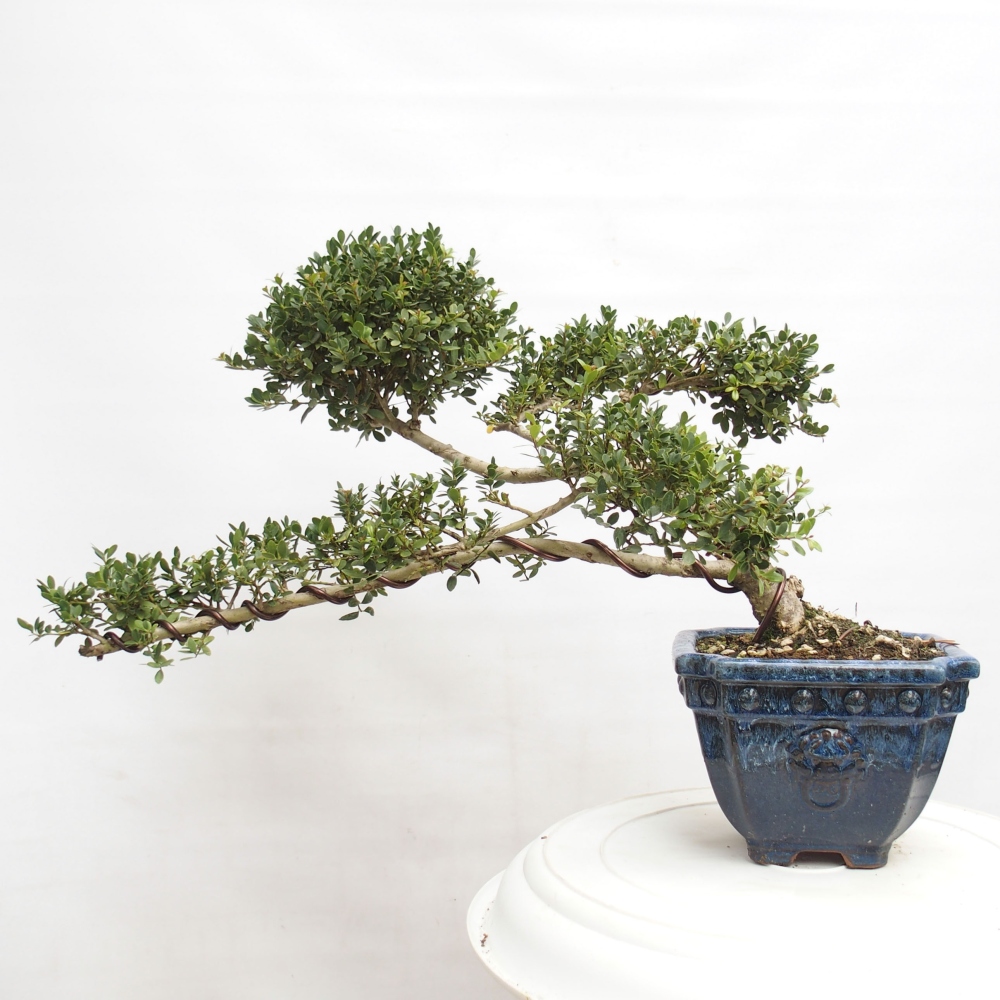 Kryty bonsai - Ilex crenata - Holly