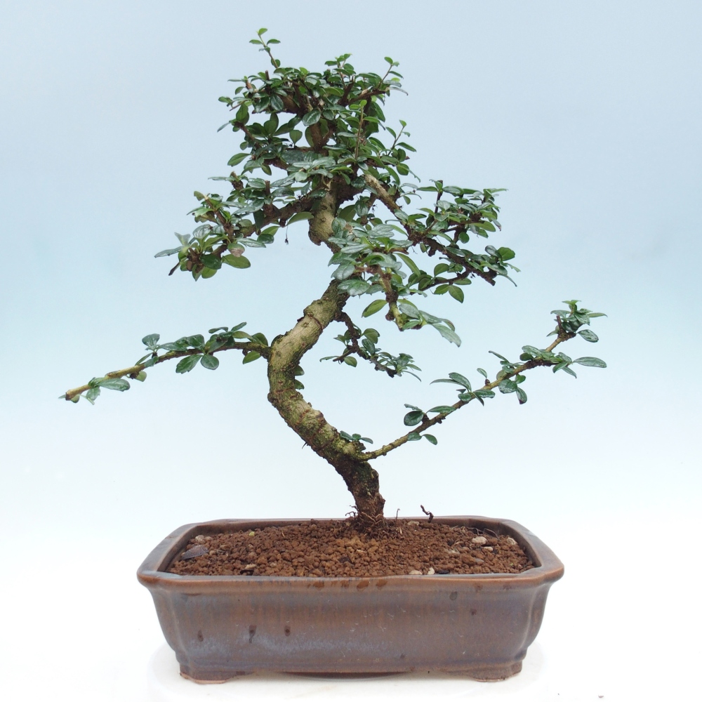 Bonsai pokojowe - Carmona macrophylla - Tea fuki