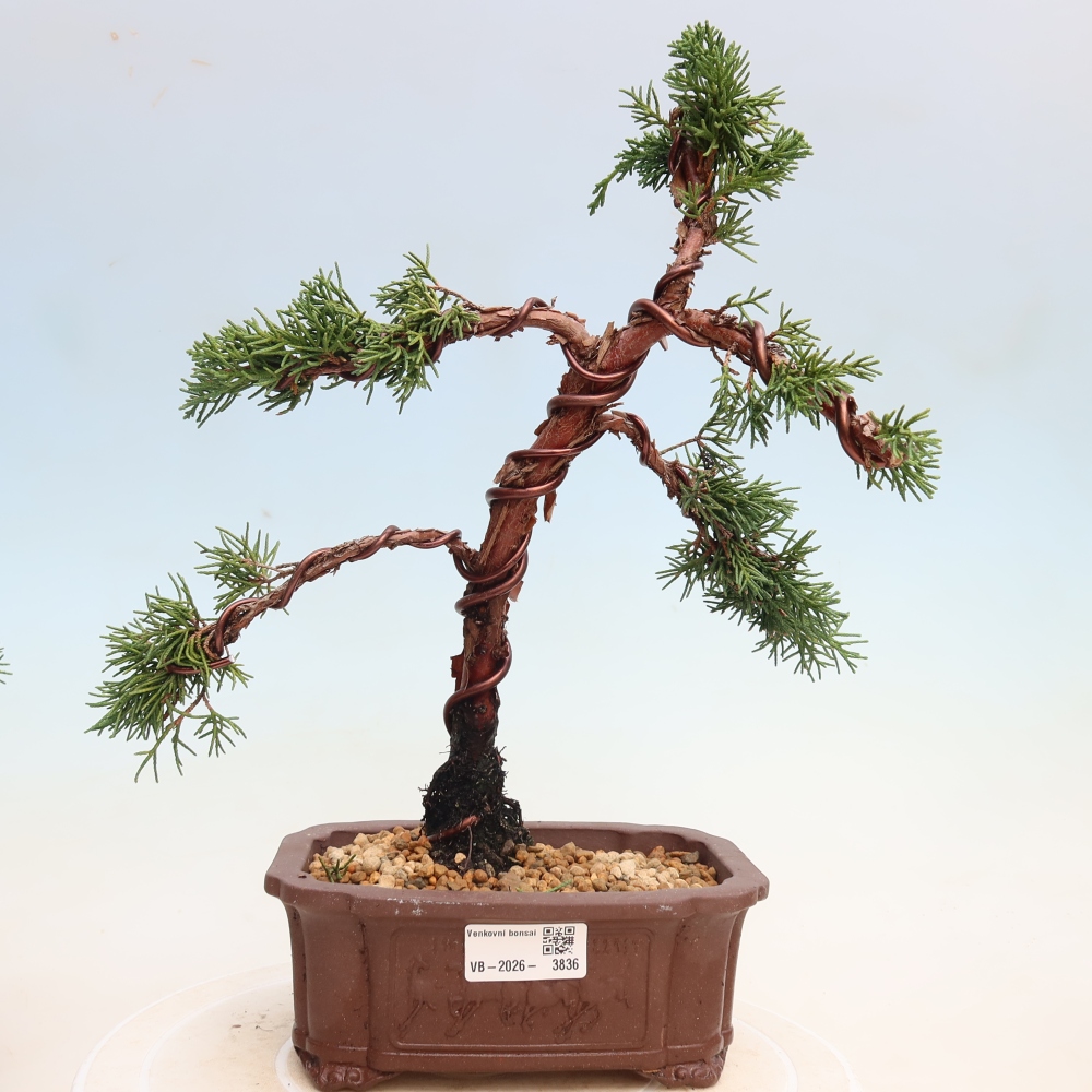 Outdoor bonsai - Juniperus chinensis Kishu