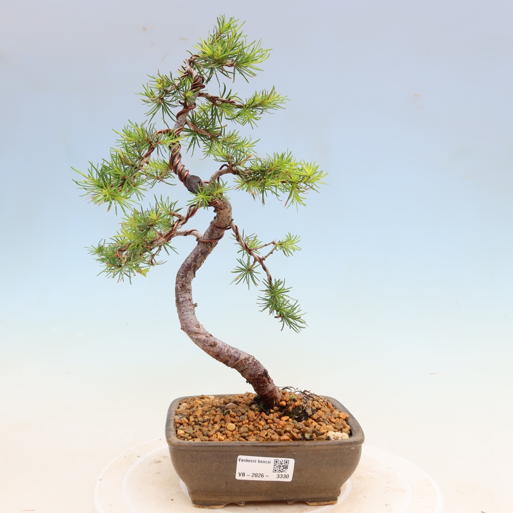 Bonsai zewnętrzne - Larix decidua - Modrzew