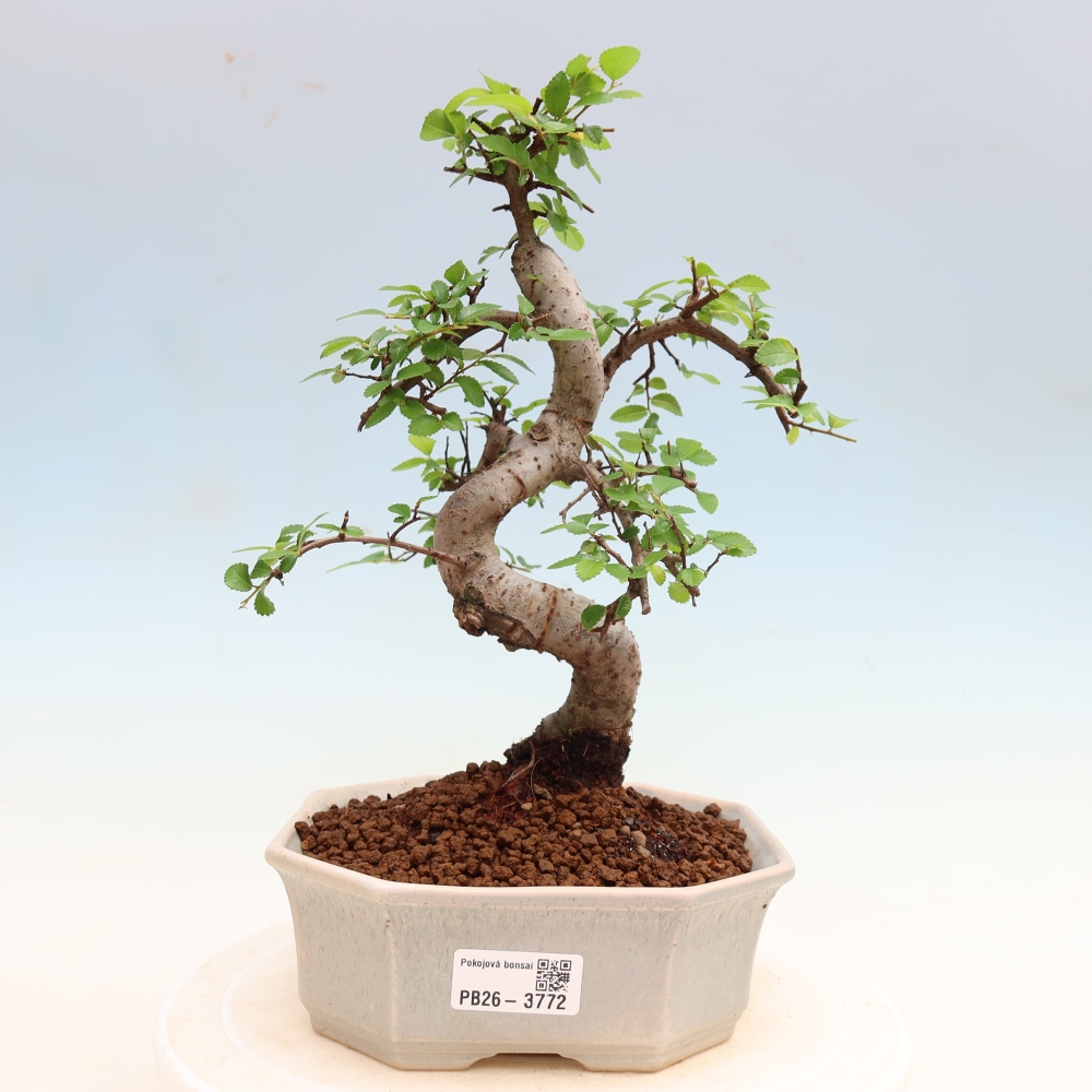Pokój bonsai - Ulmus parvifolia - Wiąz drobnolistny