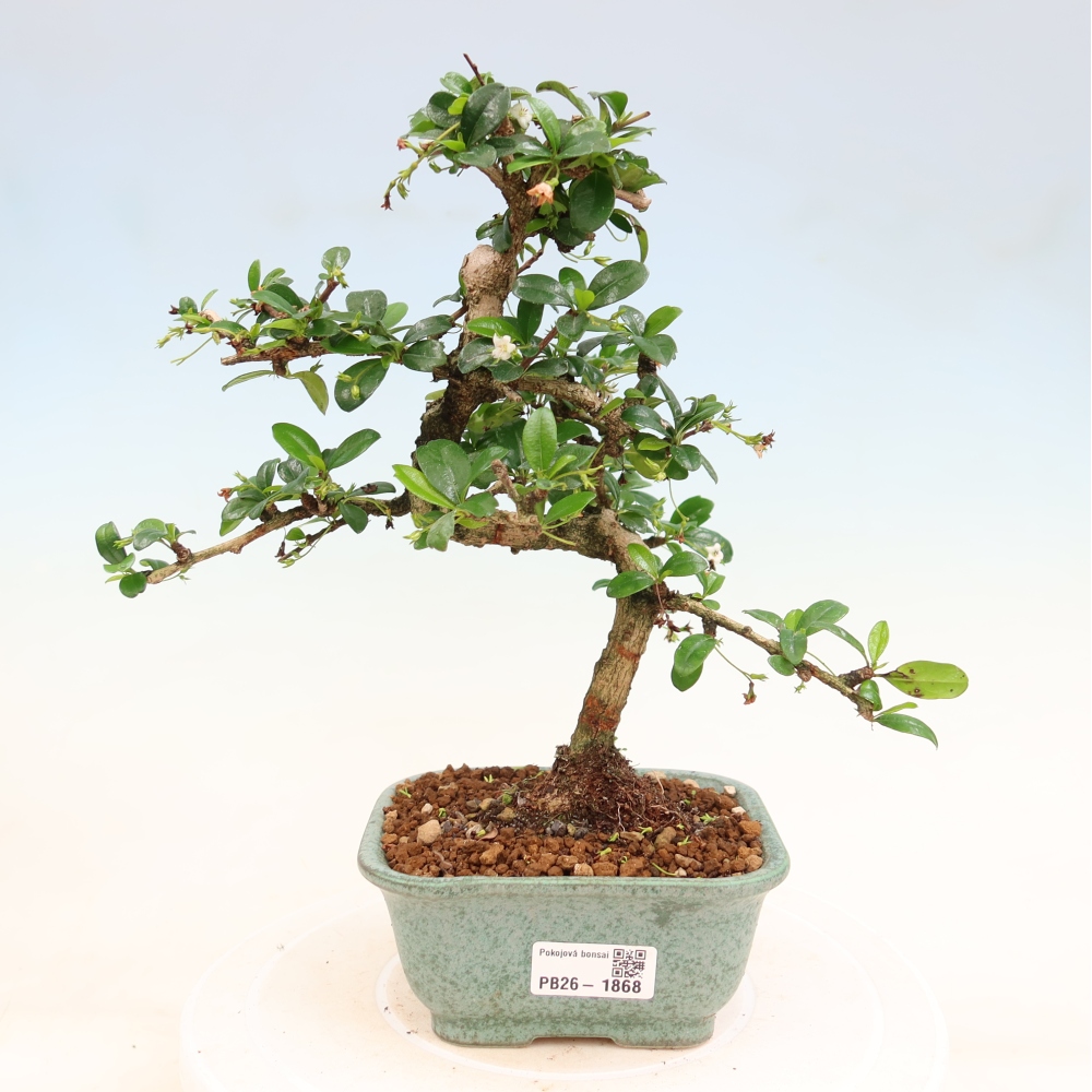 Bonsai pokojowe - Carmona macrophylla - Tea fuki
