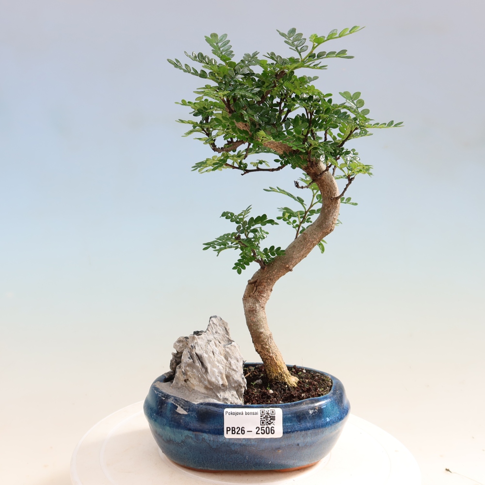 Pokój bonsai - Zantoxylum piperitum - drzewo pieprzowe