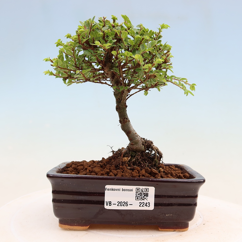 Bonsai zewnętrzne - Ulmus parvifolia Sagei - Wiąz drobnolistny