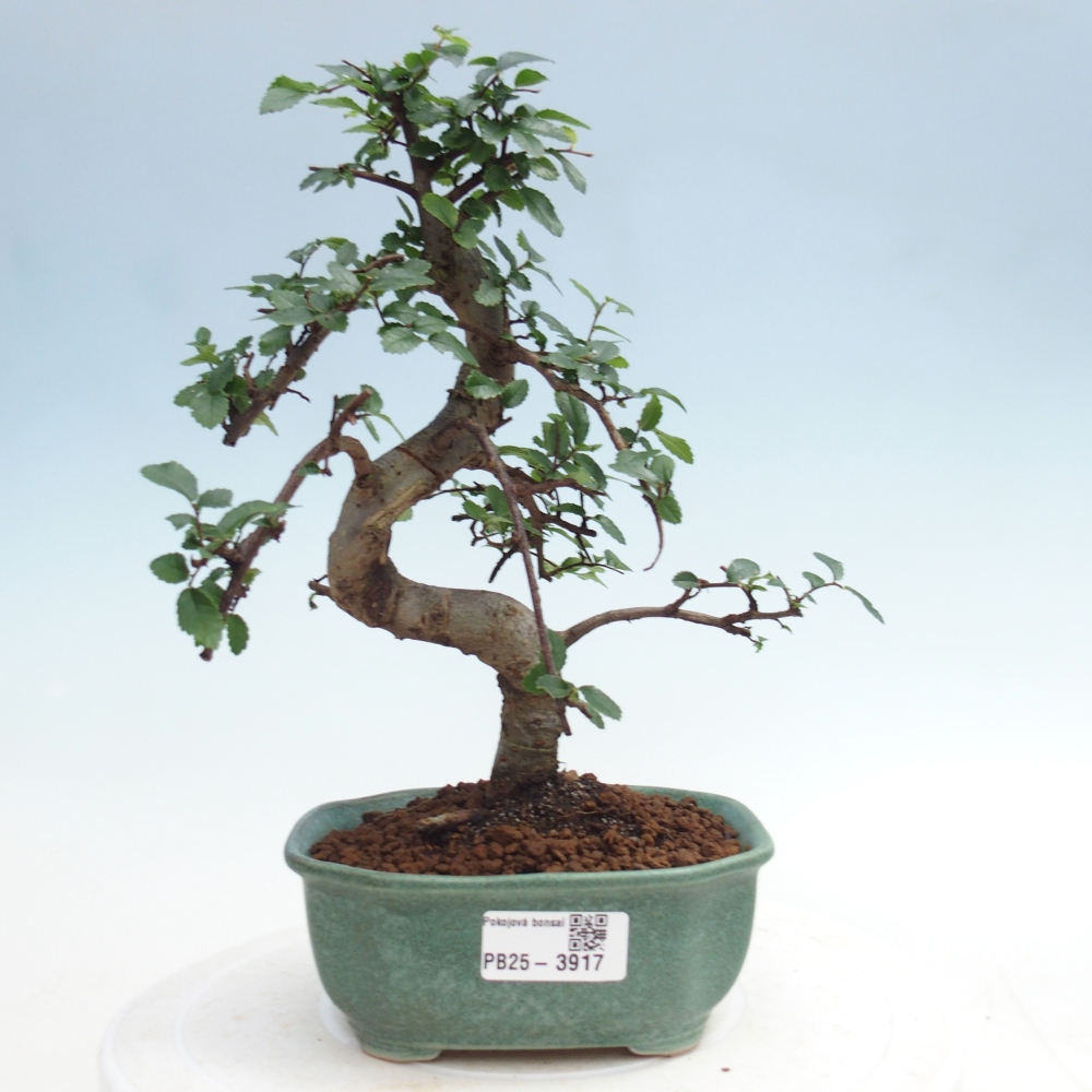 Pokój bonsai - Ulmus parvifolia - Wiąz drobnolistny