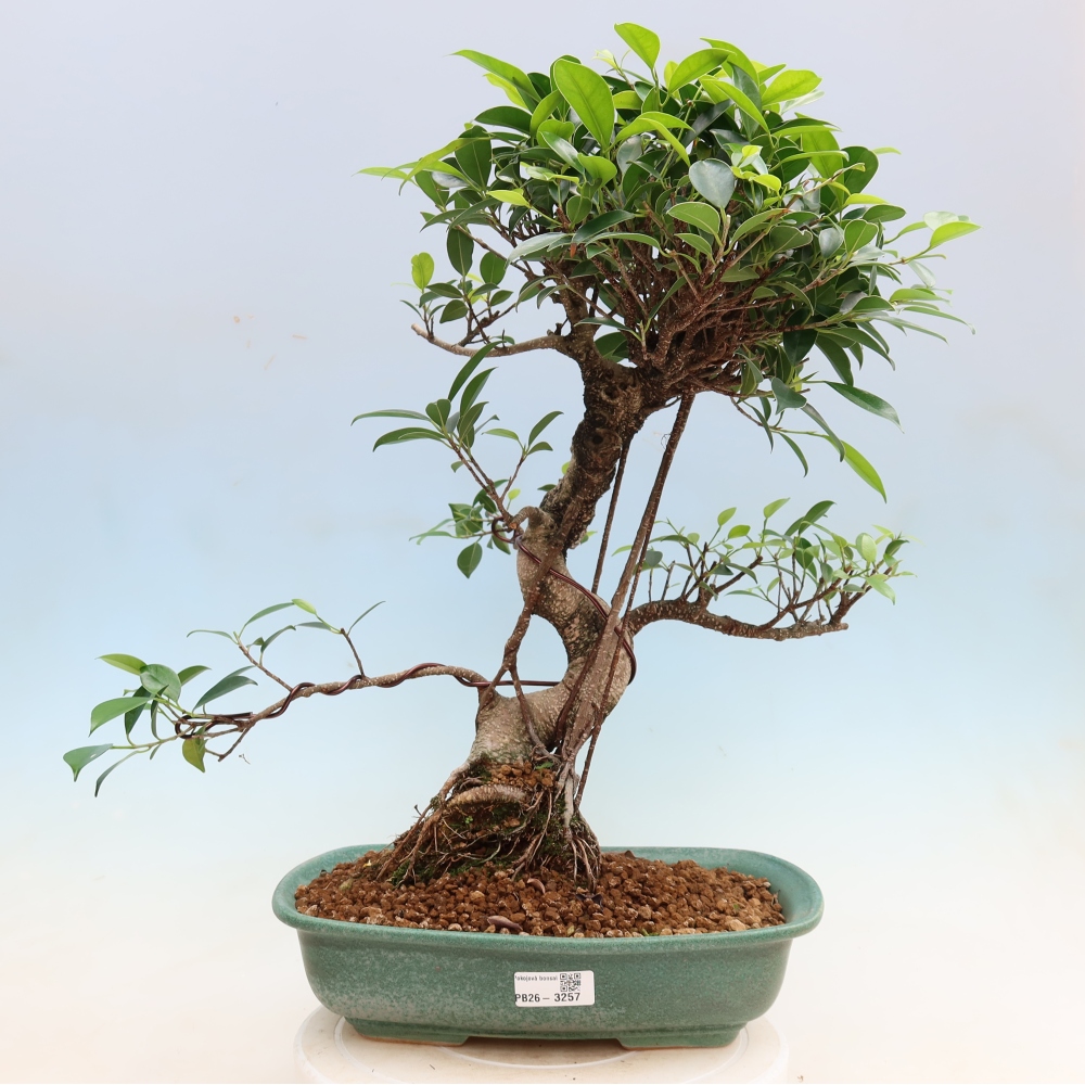 Pokój bonsai - Ficus kimmen - figowiec drobnolistny