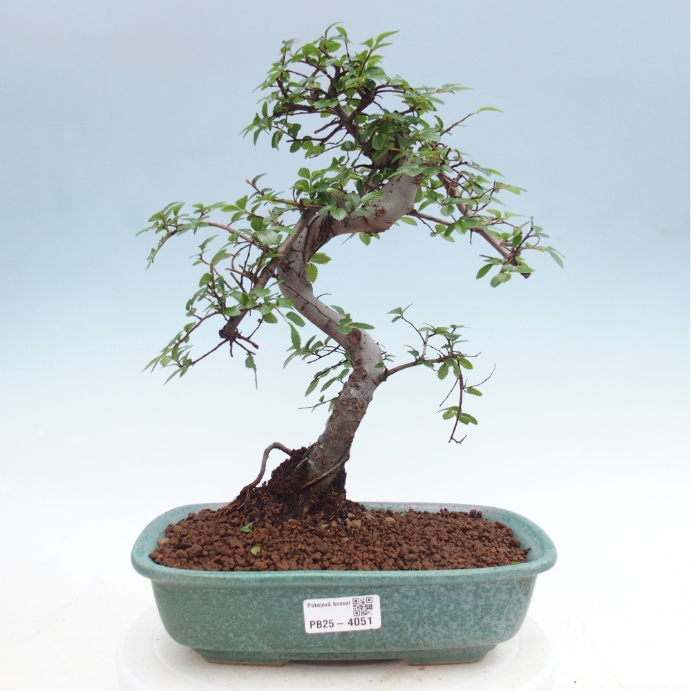 Pokój bonsai - Ulmus parvifolia - Wiąz drobnolistny