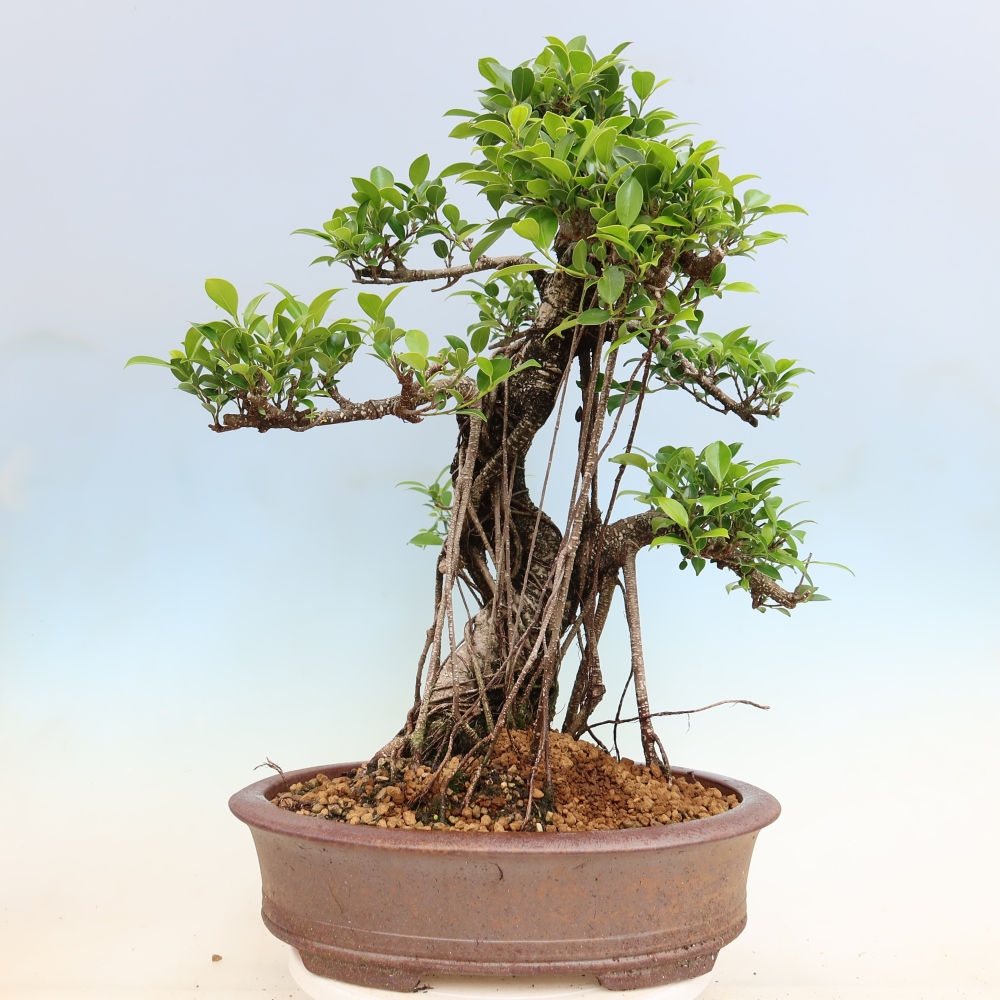 Pokój bonsai - Ficus kimmen - figowiec drobnolistny