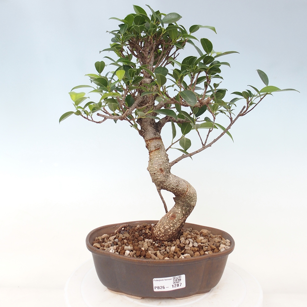 Pokój bonsai - Ficus retusa - figowiec drobnolistny