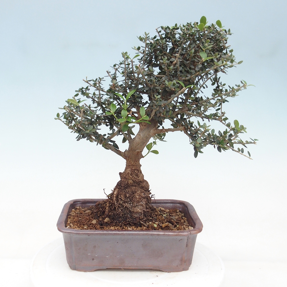 Bonsai do wnętrz - Olea europaea sylvestris