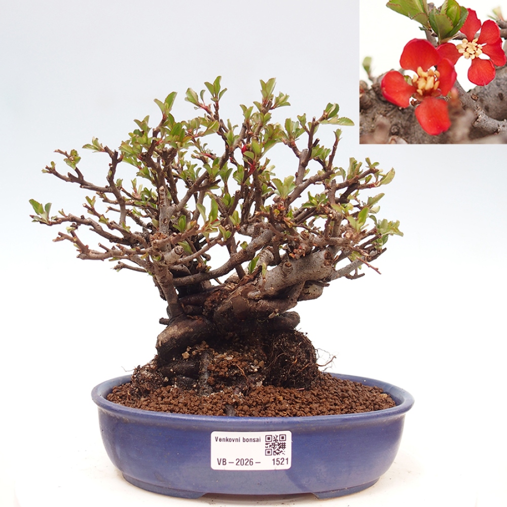 Bonsai zewnętrzne - Chaneomeles speciosa - Pigwa