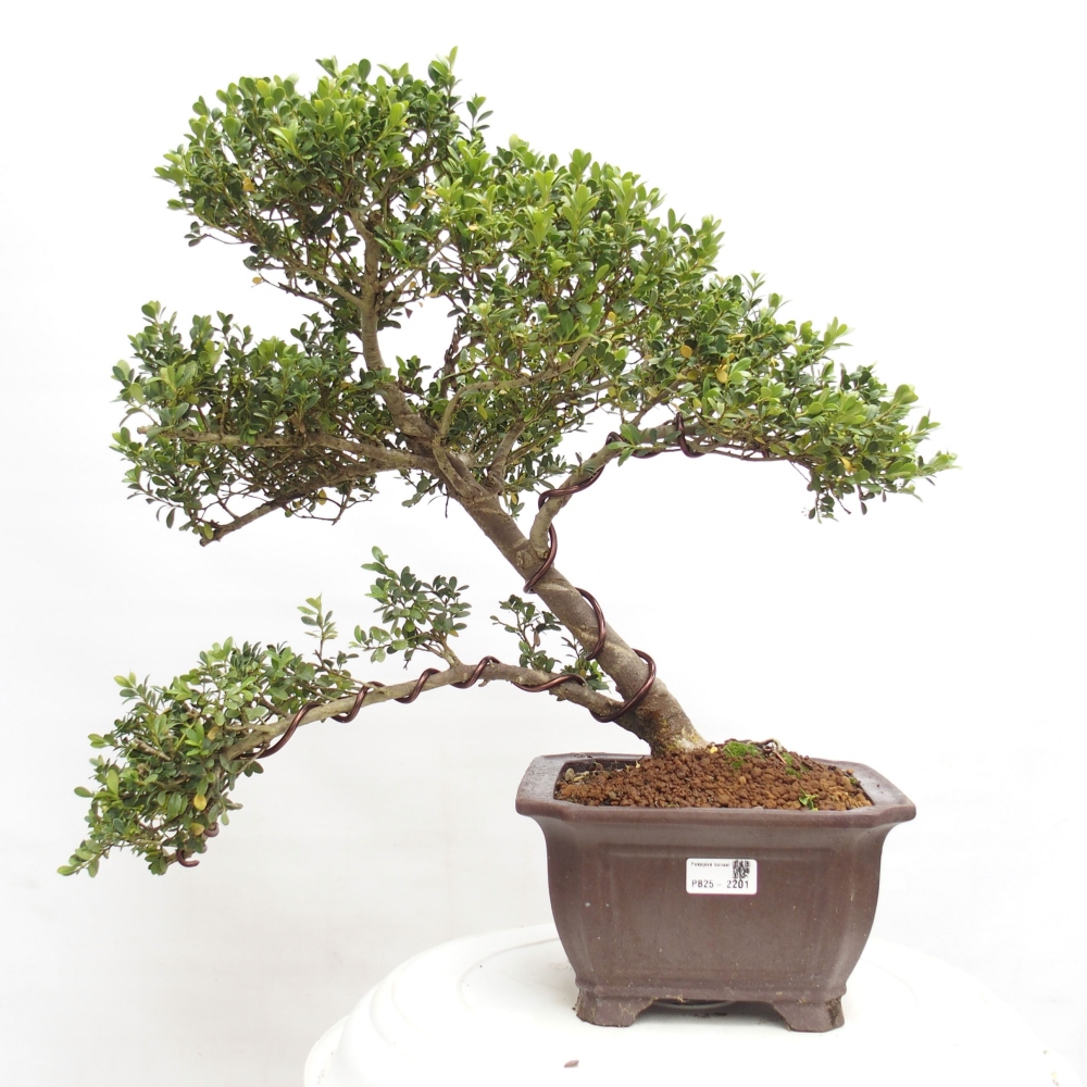 Kryty bonsai - Ilex crenata - Holly