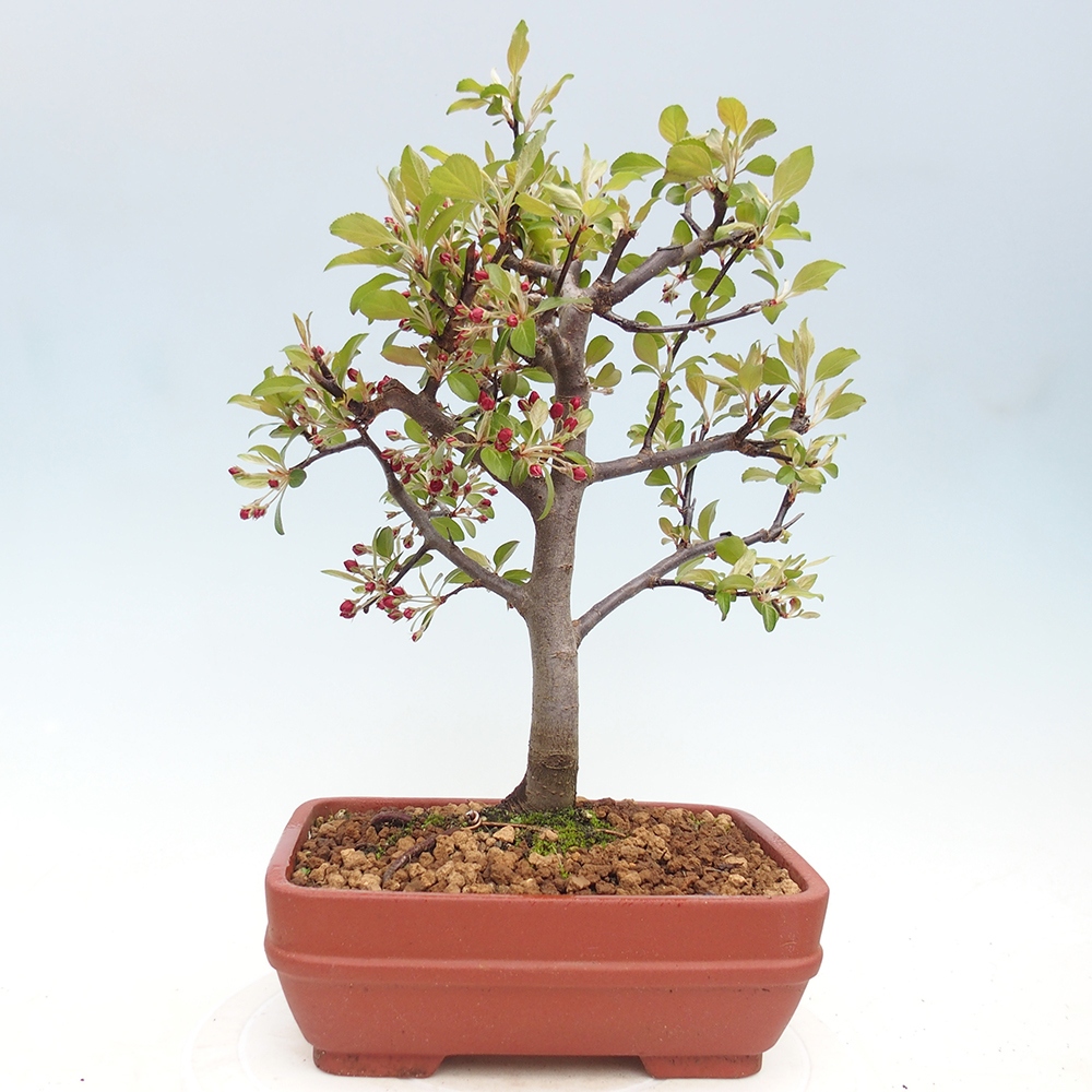 Outdoor bonsai - Malus domestica - Jabłoń czerwonolistna o małych owocach