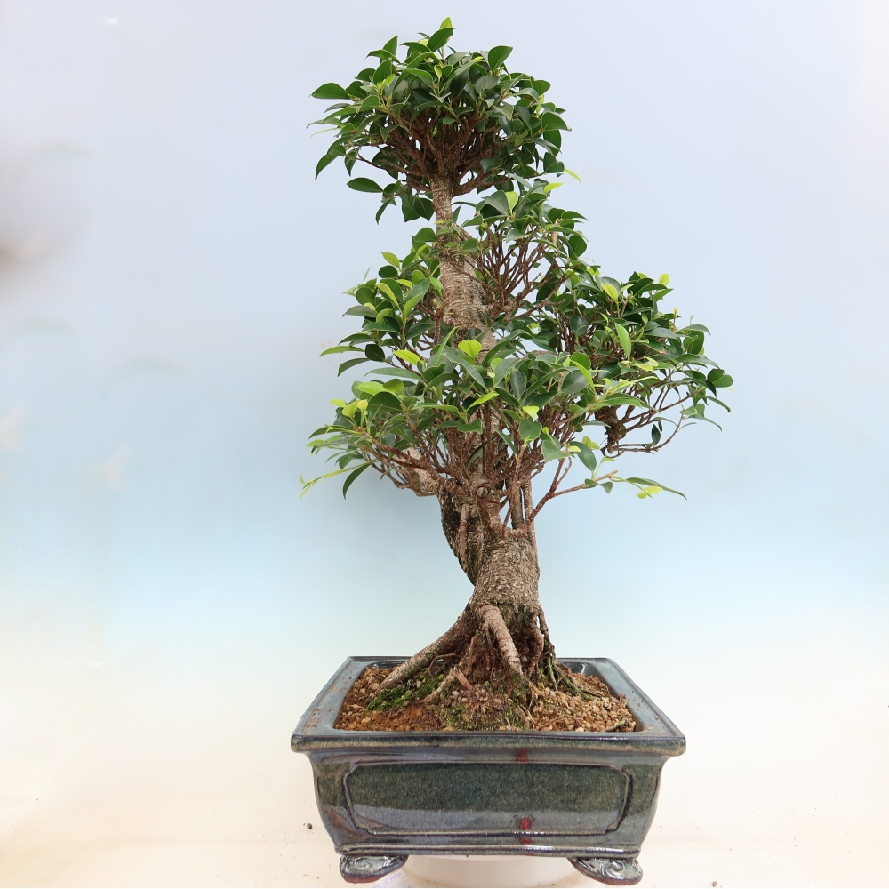 Pokój bonsai - Ficus kimmen - figowiec drobnolistny