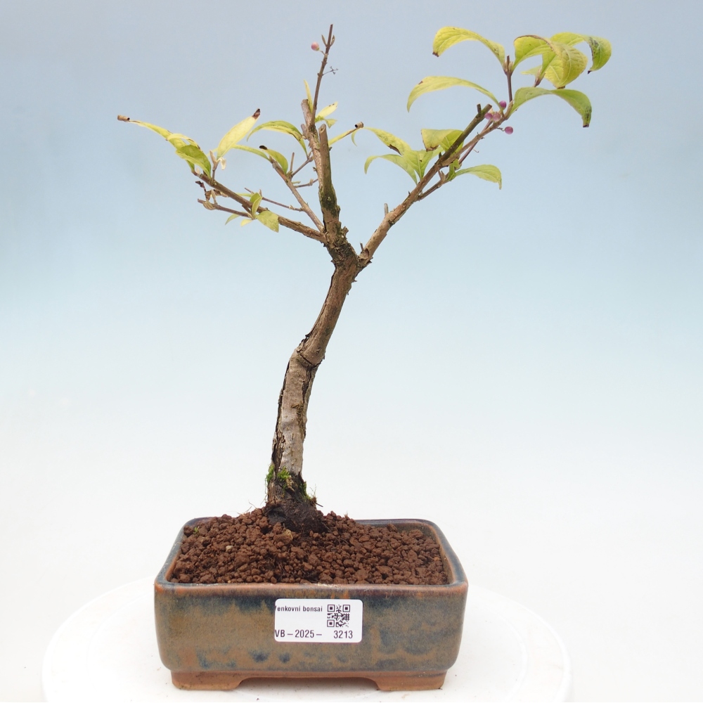 Outdoor bonsai - callicarpa jap Leucocarpa