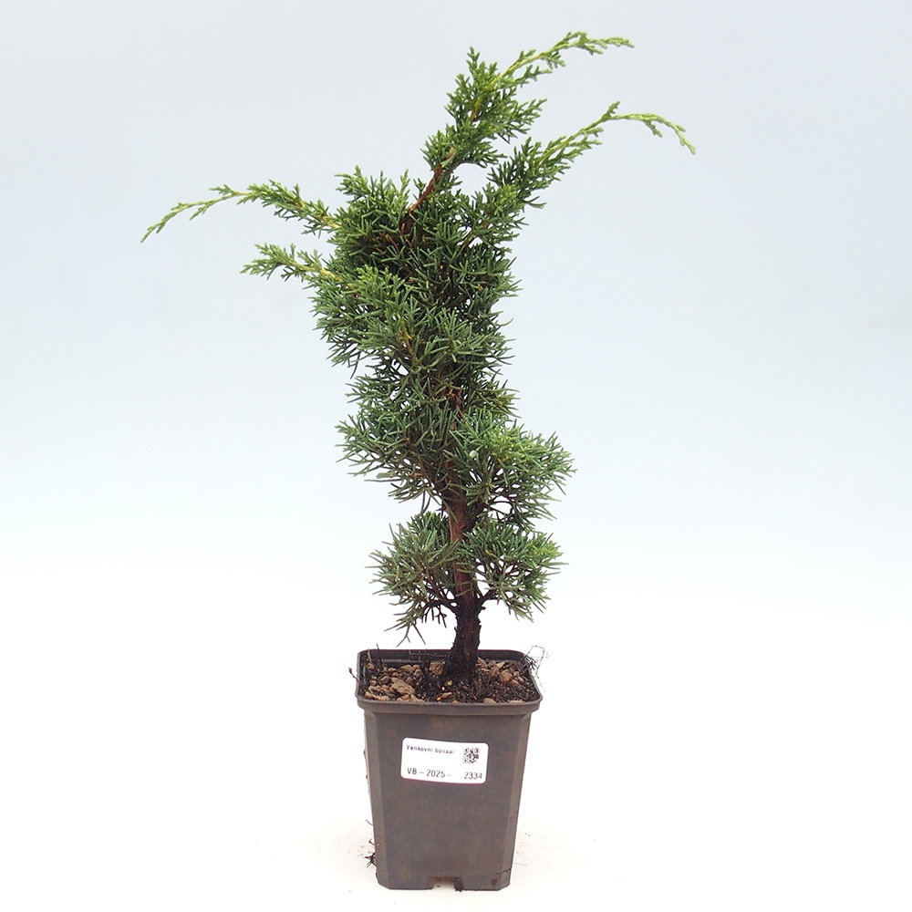 Outdoor bonsai - Juniperus chinensis Kishu - chiński jałowiec