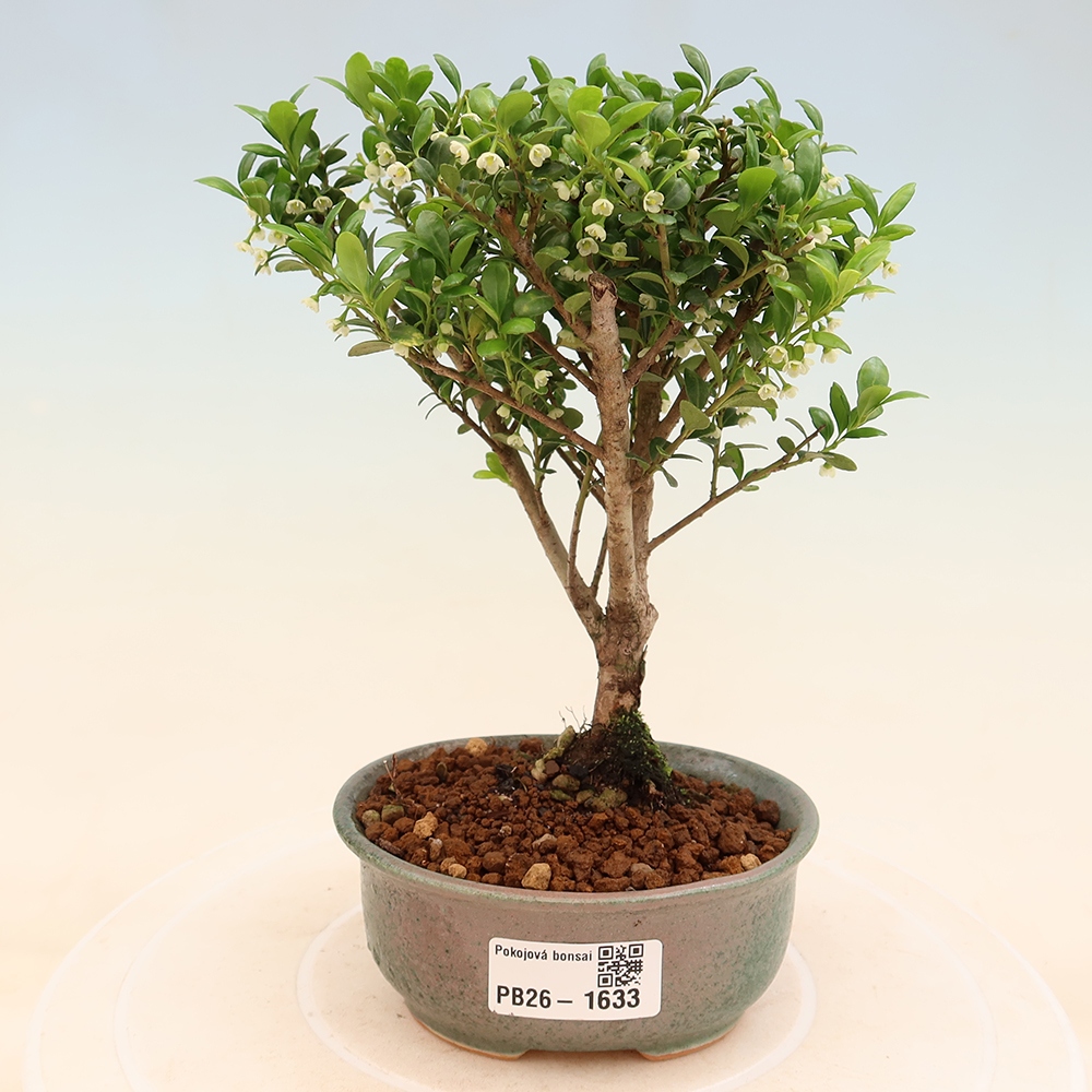 Pokój bonsai - Ilex crenata - Ostrokrzew