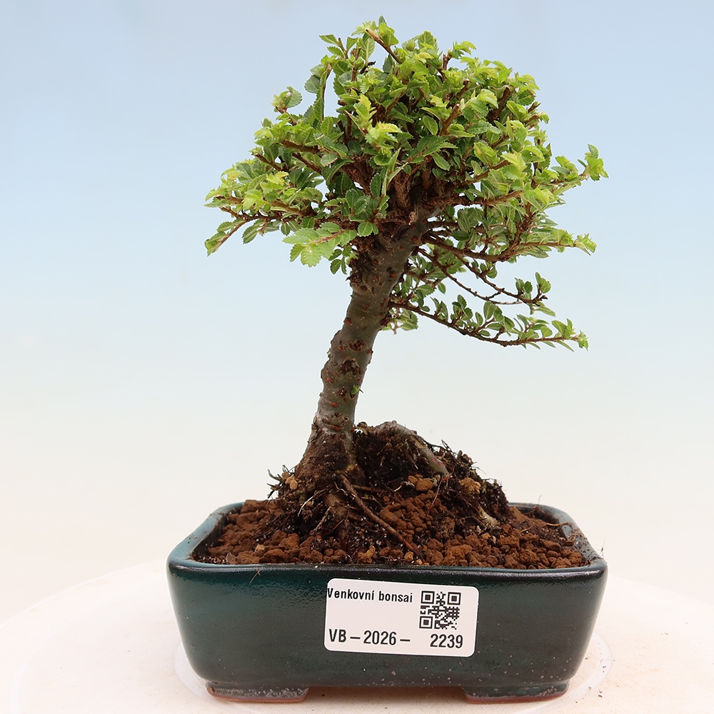 Bonsai zewnętrzne - Ulmus parvifolia Sagei - Wiąz drobnolistny