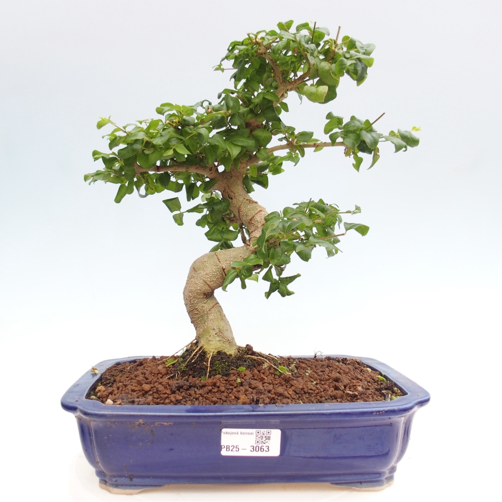 Kryte bonsai - Ligustrum chinensis - widok z lotu ptaka