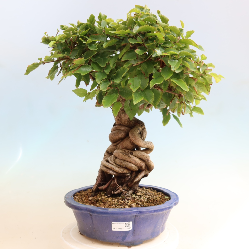 Outdoor bonsai - Carpinus CARPINOIDES - grab koreański
