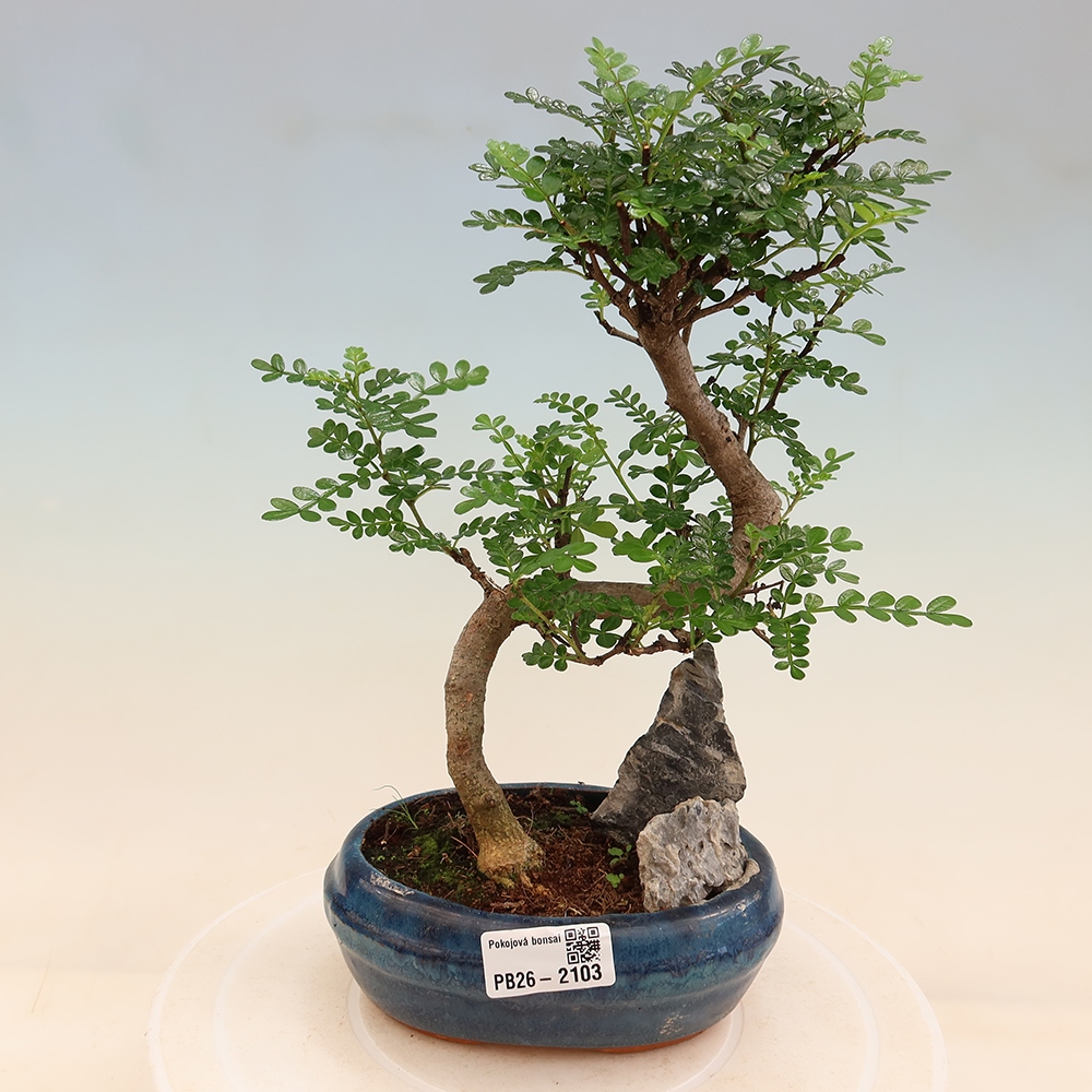 Pokój bonsai - Zantoxylum piperitum - drzewo pieprzowe