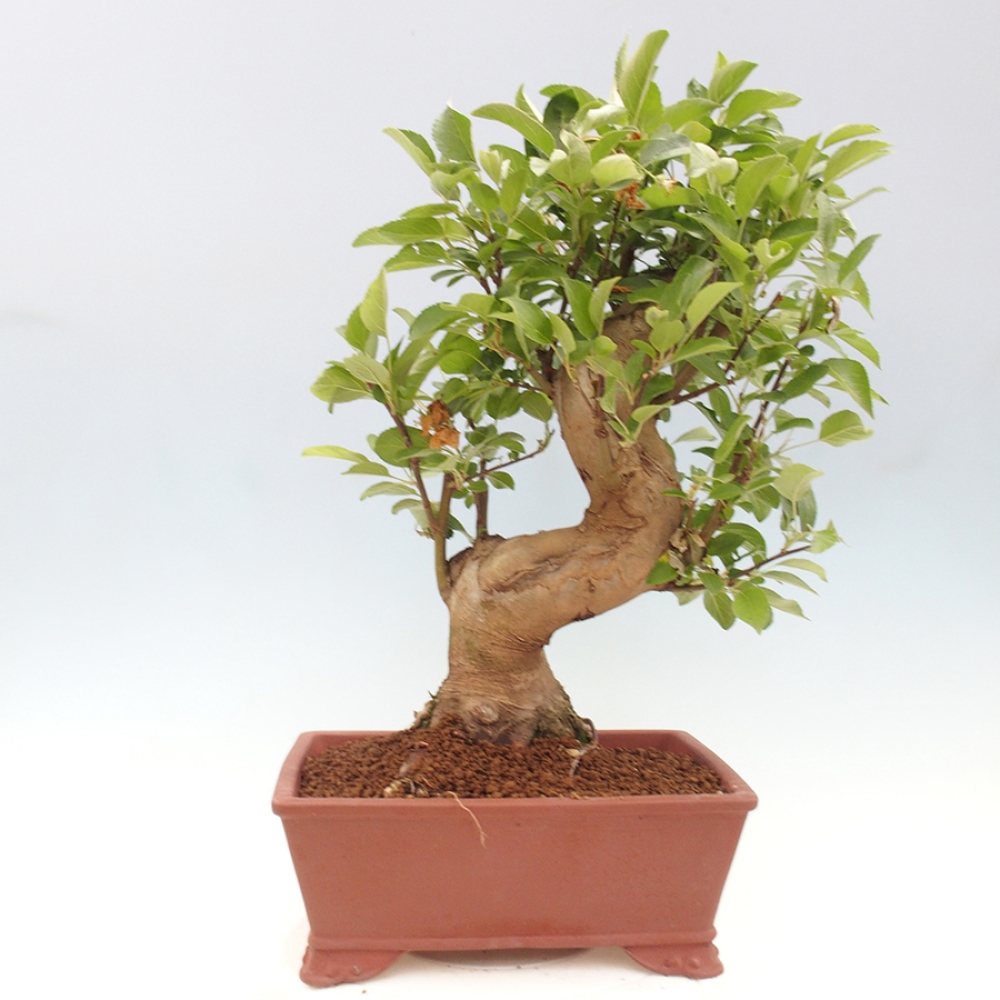 Bonsai plenerowe - Malus Halliana - Jabłoń drobnoowocowa