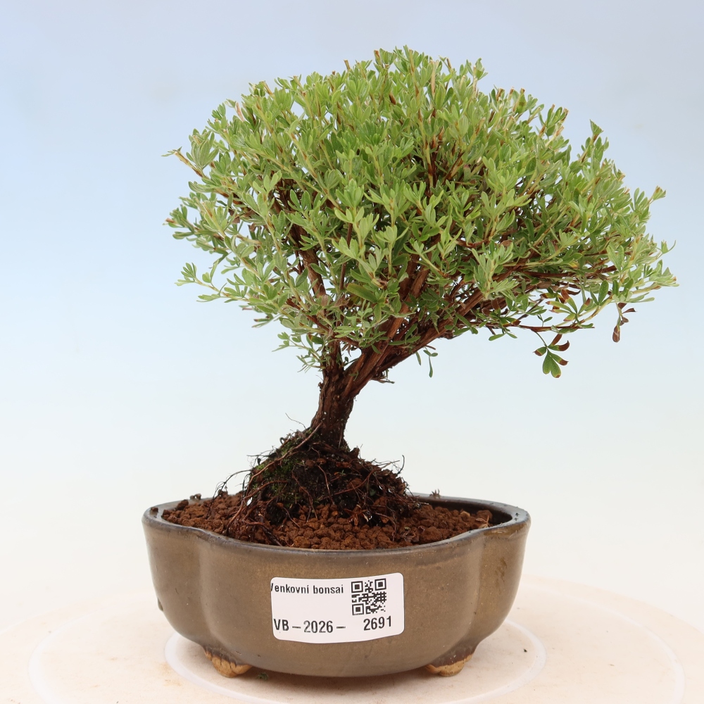 Bonsai ogrodowe – potentilla fruticosa – Goldkissen