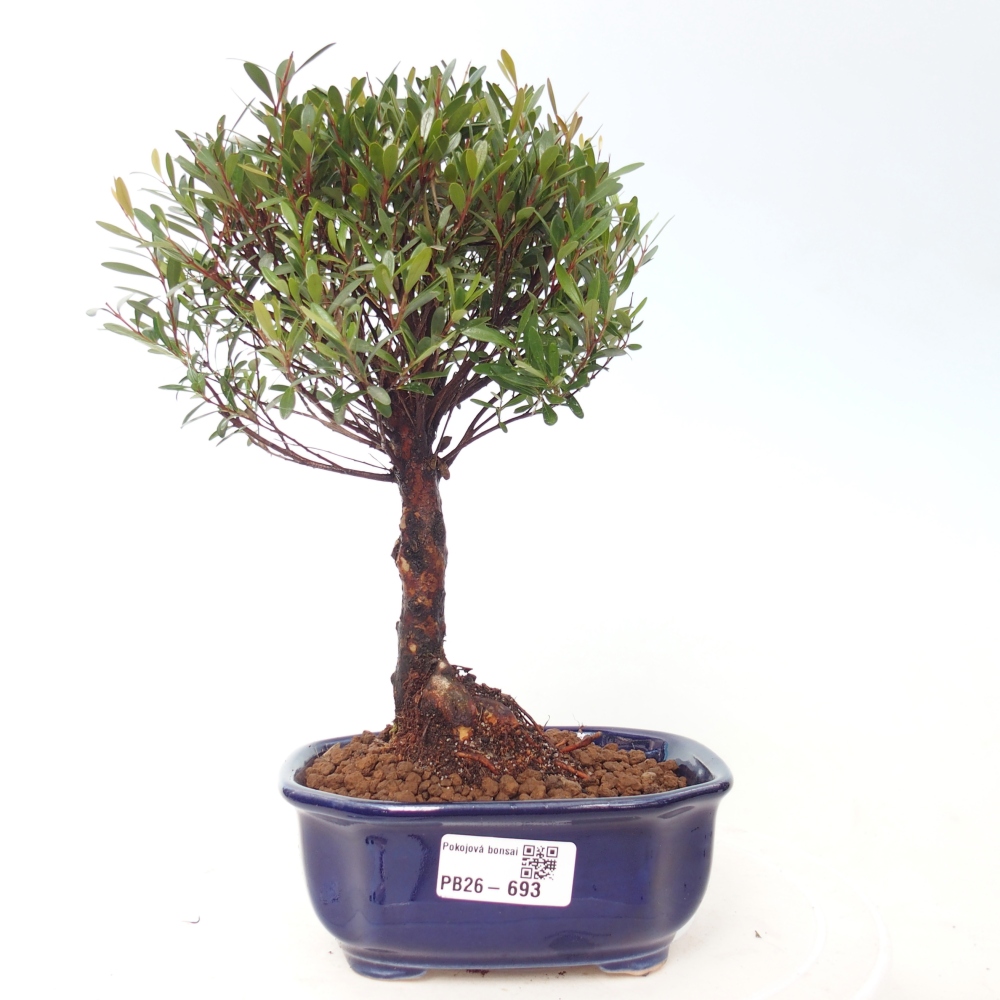 Pokój bonsai - Syzygium - Pimento
