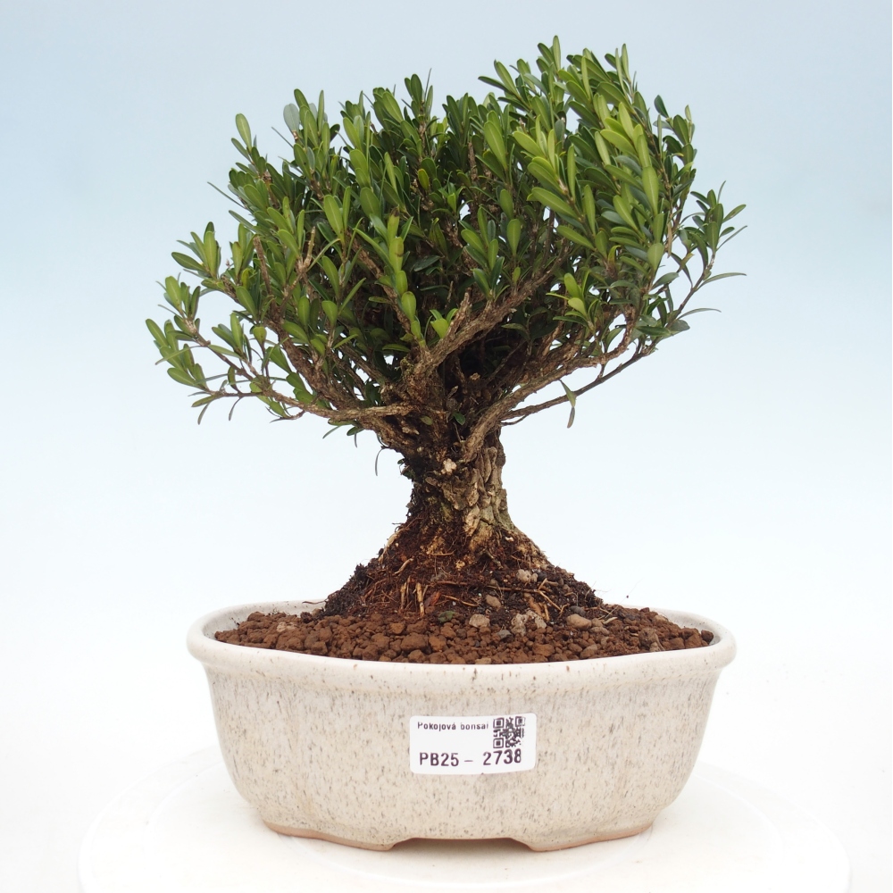 Kryty bonsai - Buxus harlandii - Bukszpan korkowy