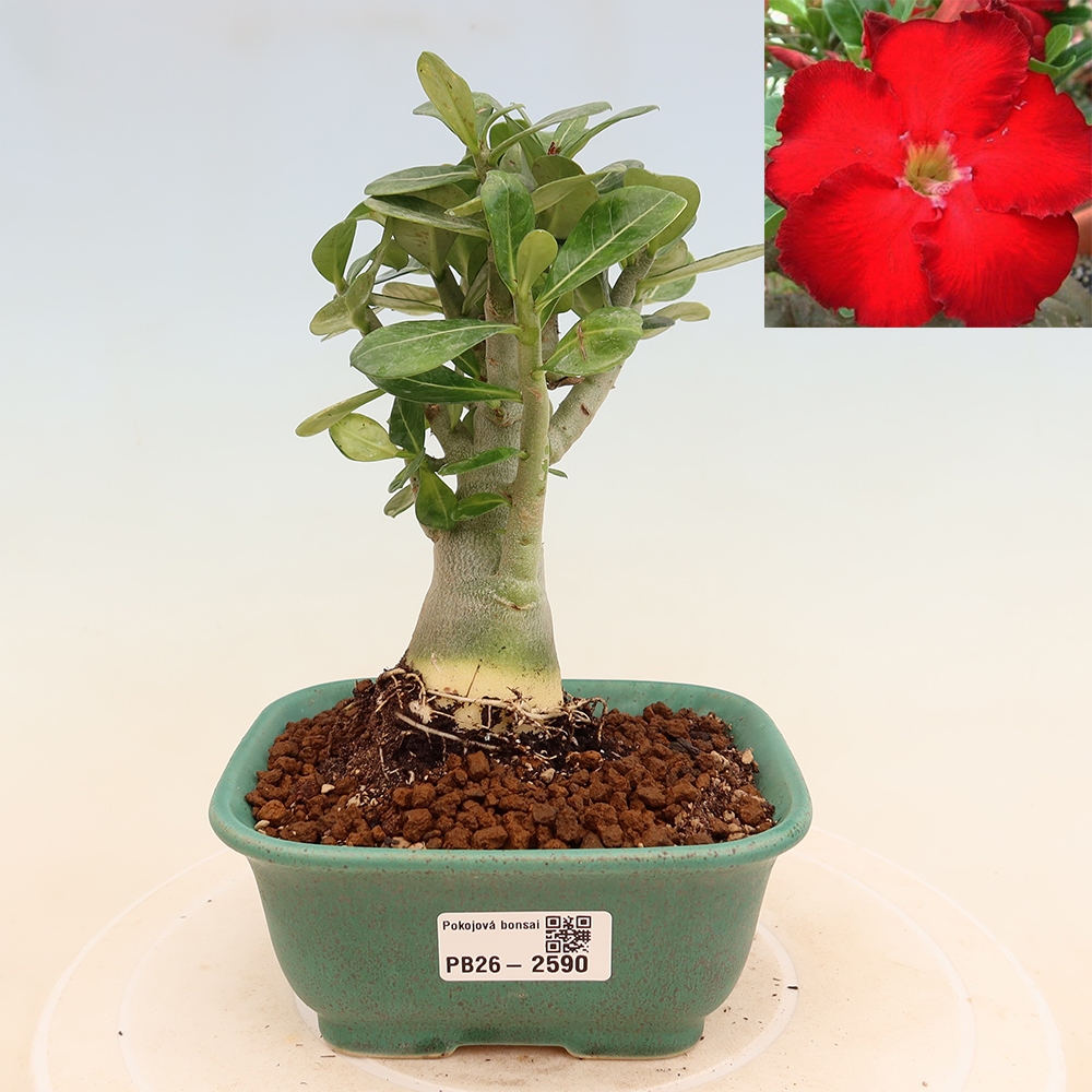 Bonsai pokojowe – Adenium obesum Red Star – Róża pustynna