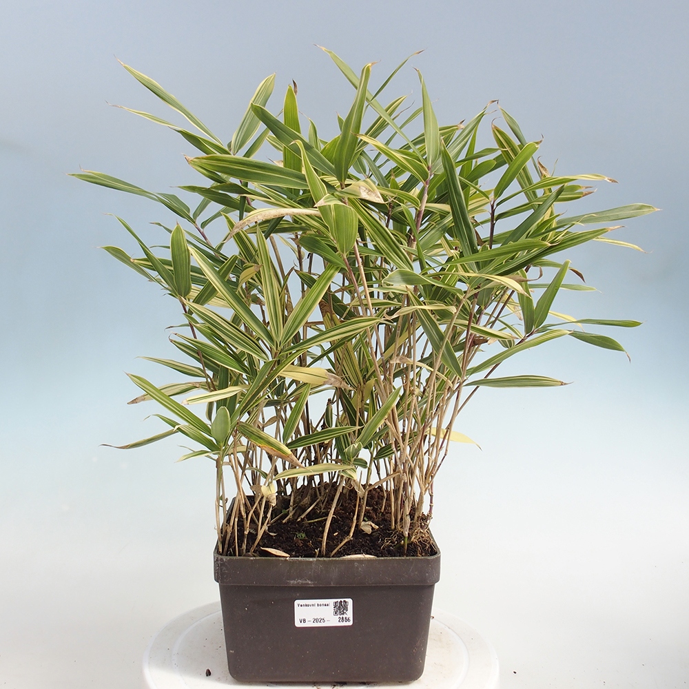 Bonsai zewnętrzne - Sasaella masamuneana Albostriata - Bambus