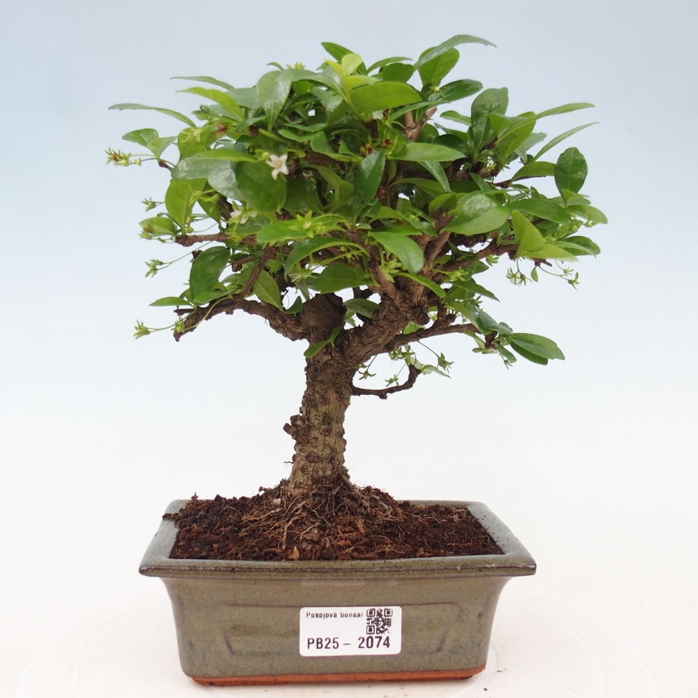 Bonsai wewnętrzne - Carmona makrophylla - Herbata Fuki