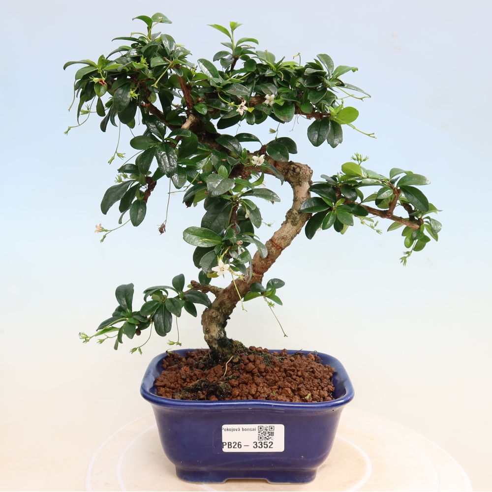 Bonsai pokojowe - Carmona macrophylla - Tea fuki