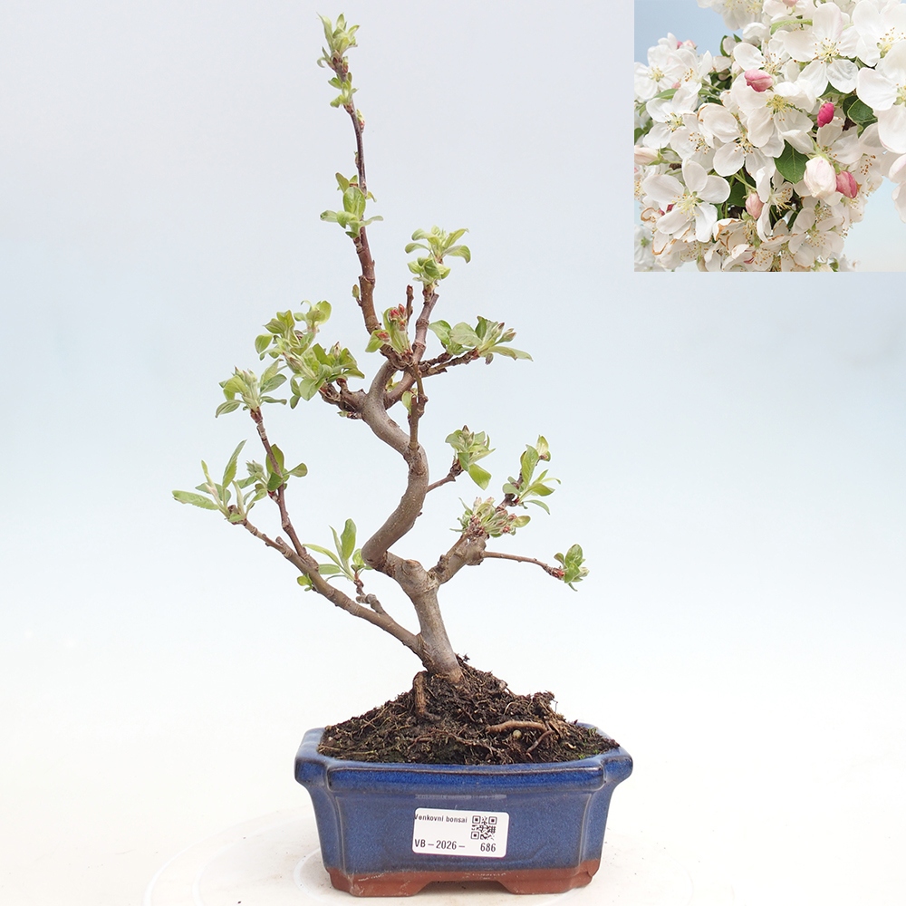 Outdoor bonsai - Malus halliana - Jabłoń drobnoowocowa