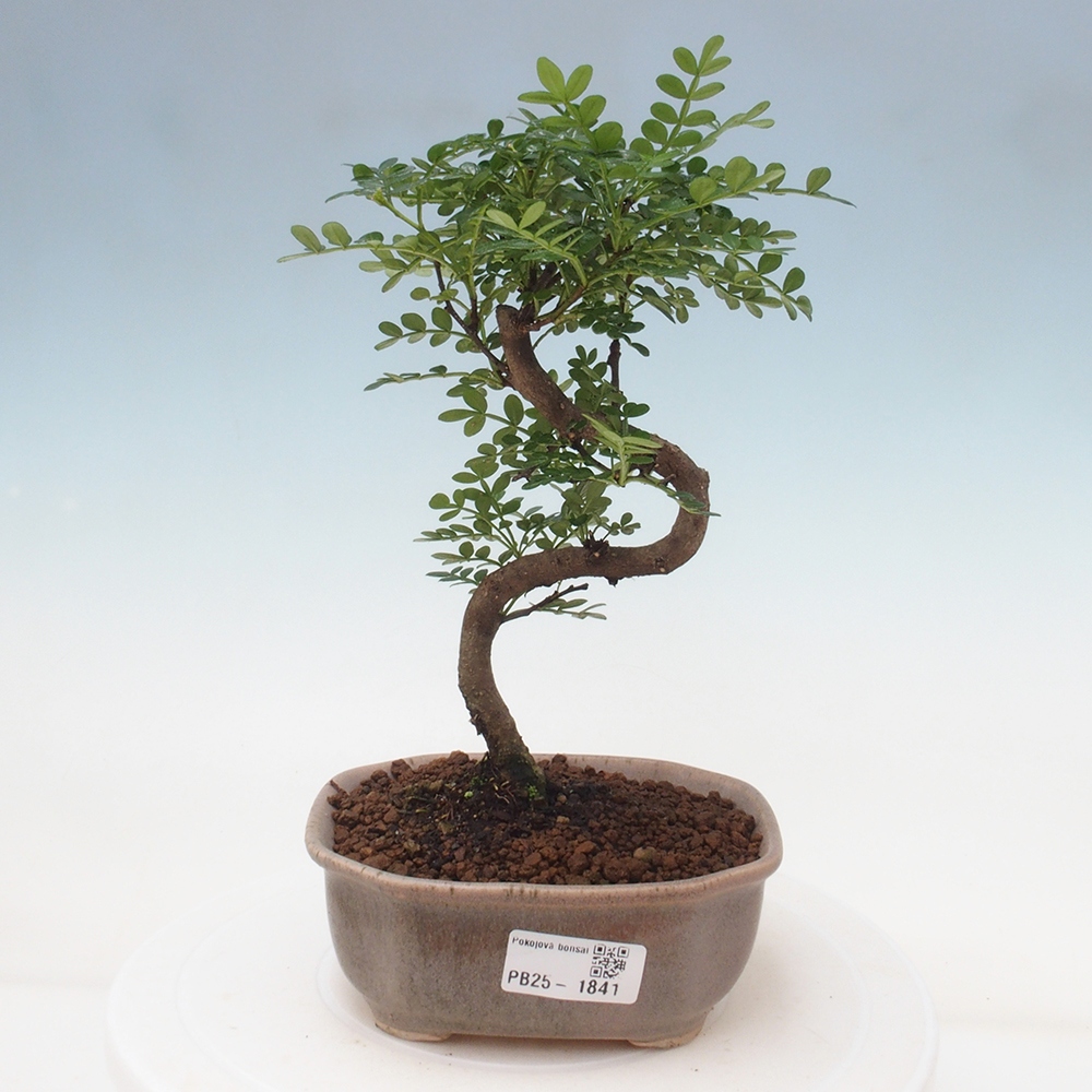 Kryty bonsai - Zantoxylum piperitum - Mięta pieprzowa