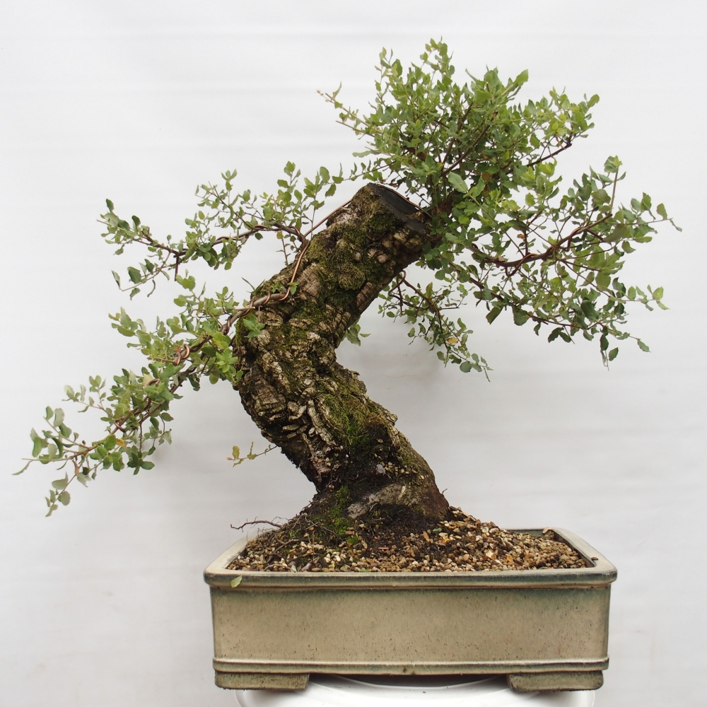 Bonsai zewnętrzne Quercus suber