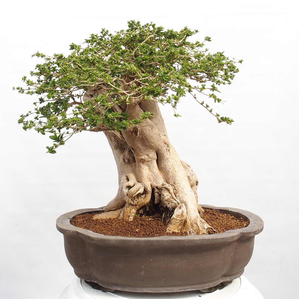 Bonsai wewnętrzne - Premna serratifolia - Kozlovon drobnolistny