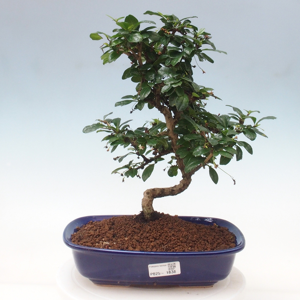 Pokój bonsai - Carmona macrophylla - Tea fuki