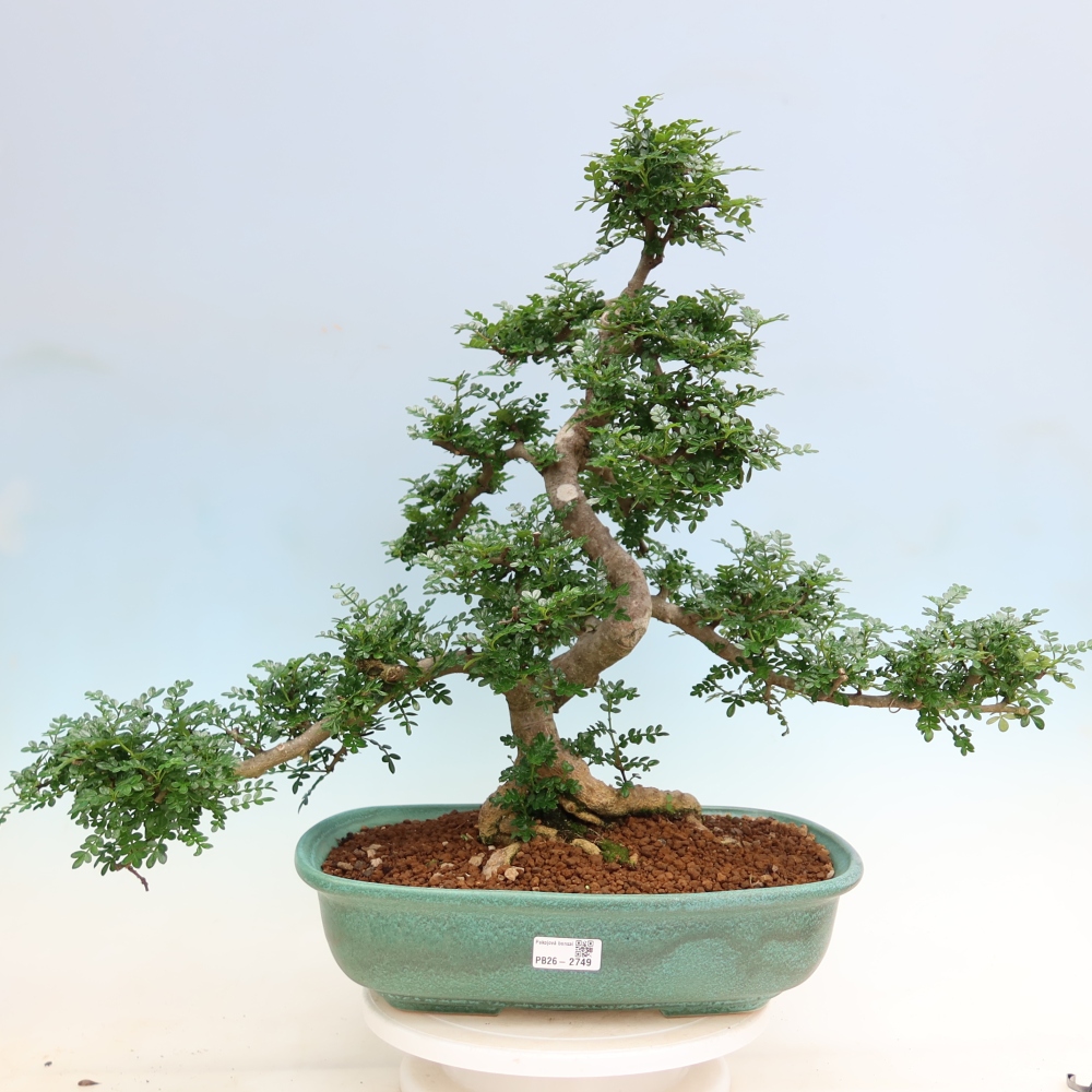 Pokój bonsai - Zantoxylum piperitum - drzewo pieprzowe
