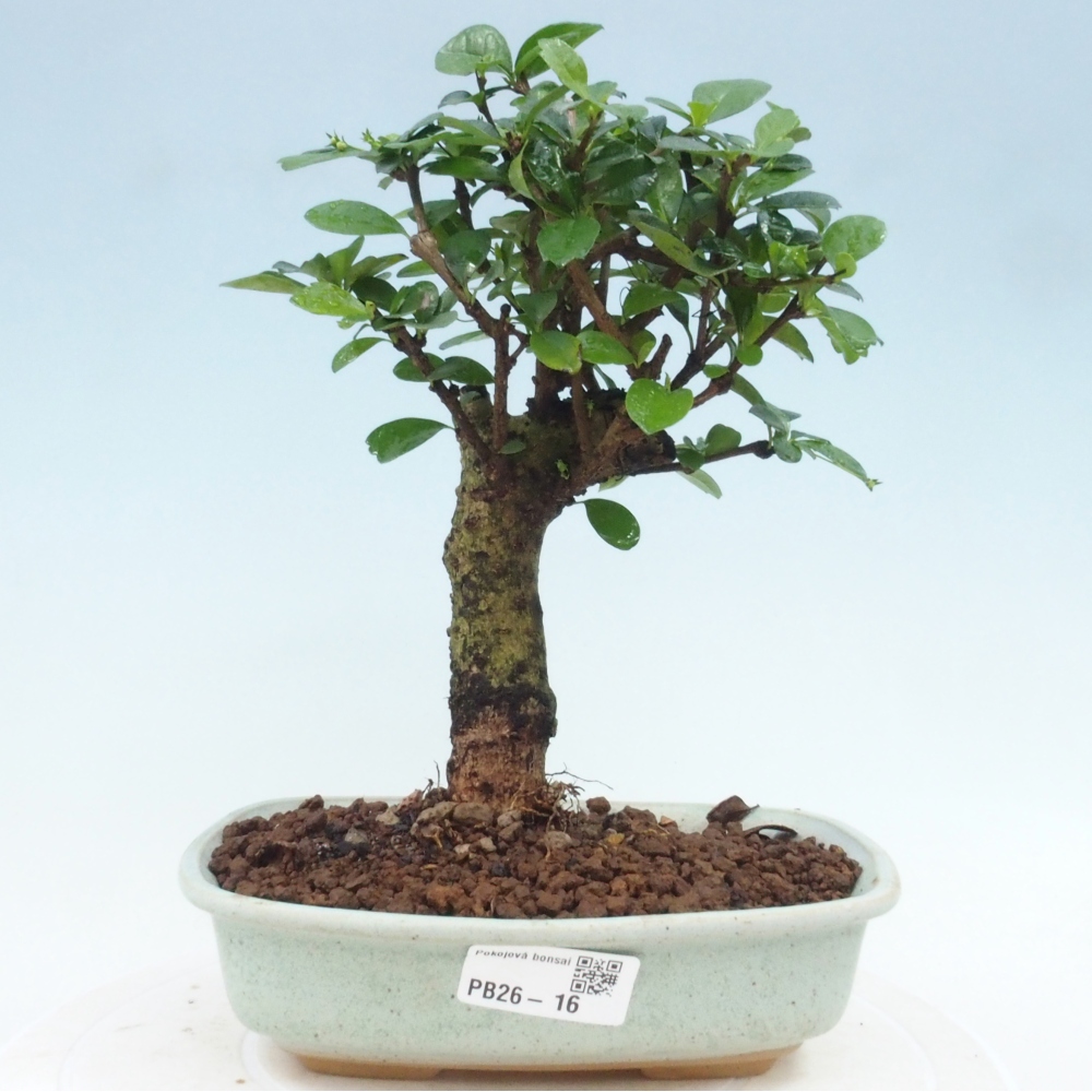 Bonsai pokojowe - Carmona macrophylla - Tea fuki