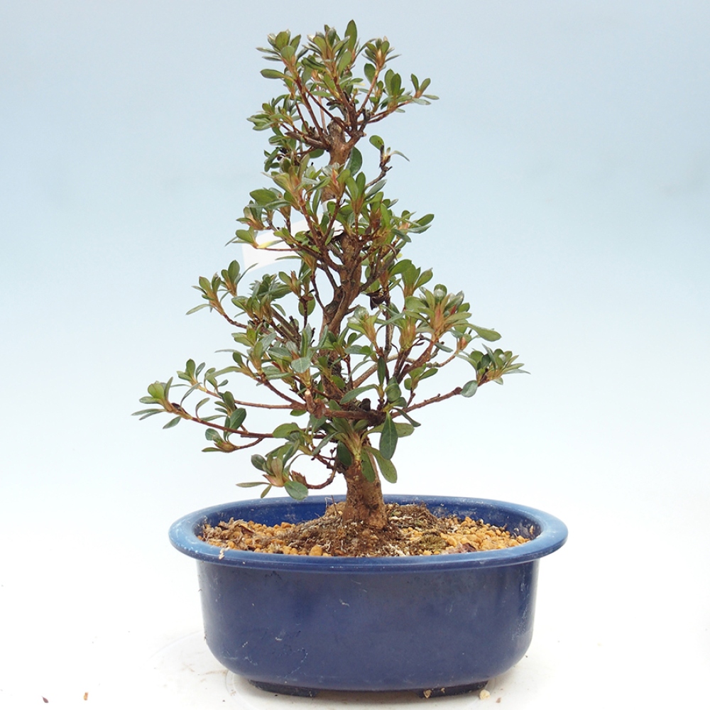 Bonsai zewnętrzne - Azalia japońska - Azalia Kobai